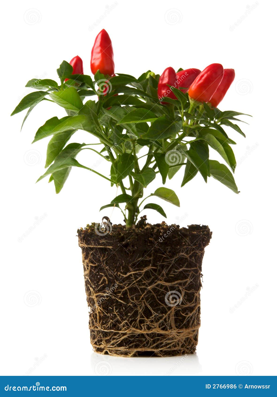 Red pepper plant stock photo. Image of peppers, capsicum 2766986