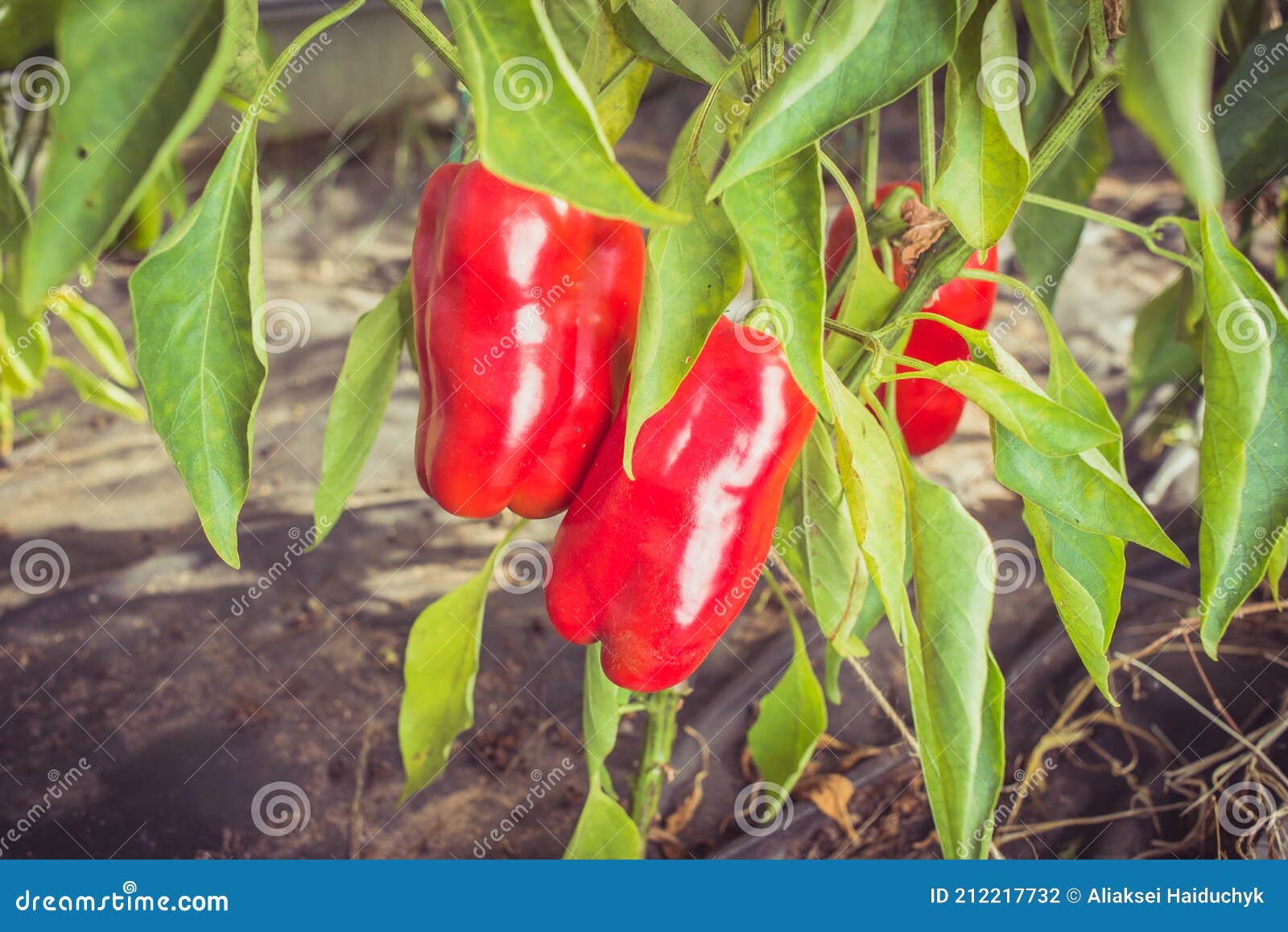 Red Pepper on a Plant. Gardening Stock Photo Image of tasty, plant