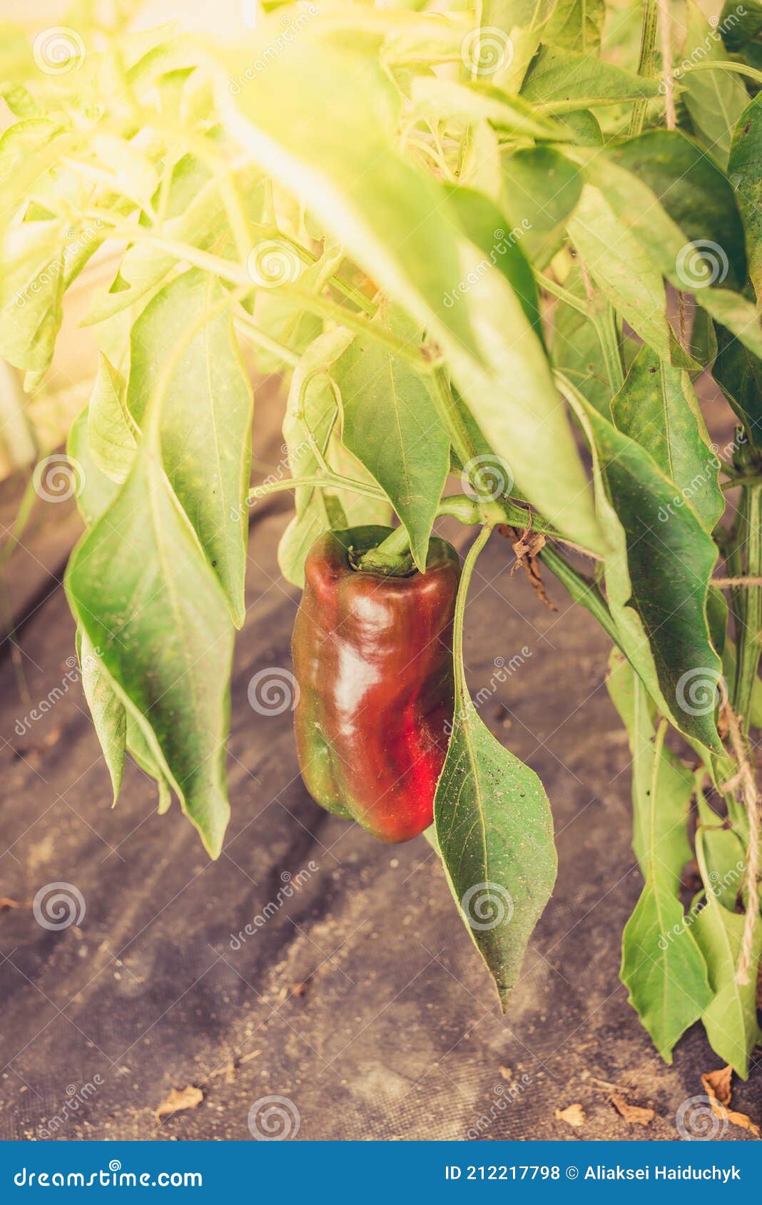 Red Pepper on a Plant. Gardening Stock Photo Image of gardening, leaf