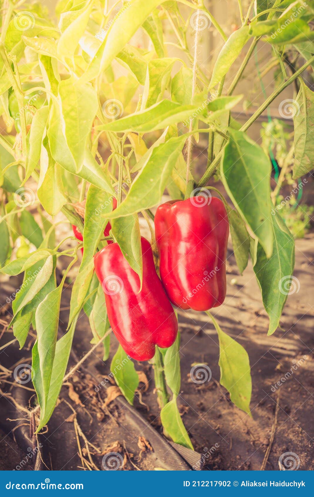 Red Pepper on a Plant. Gardening Stock Photo Image of field