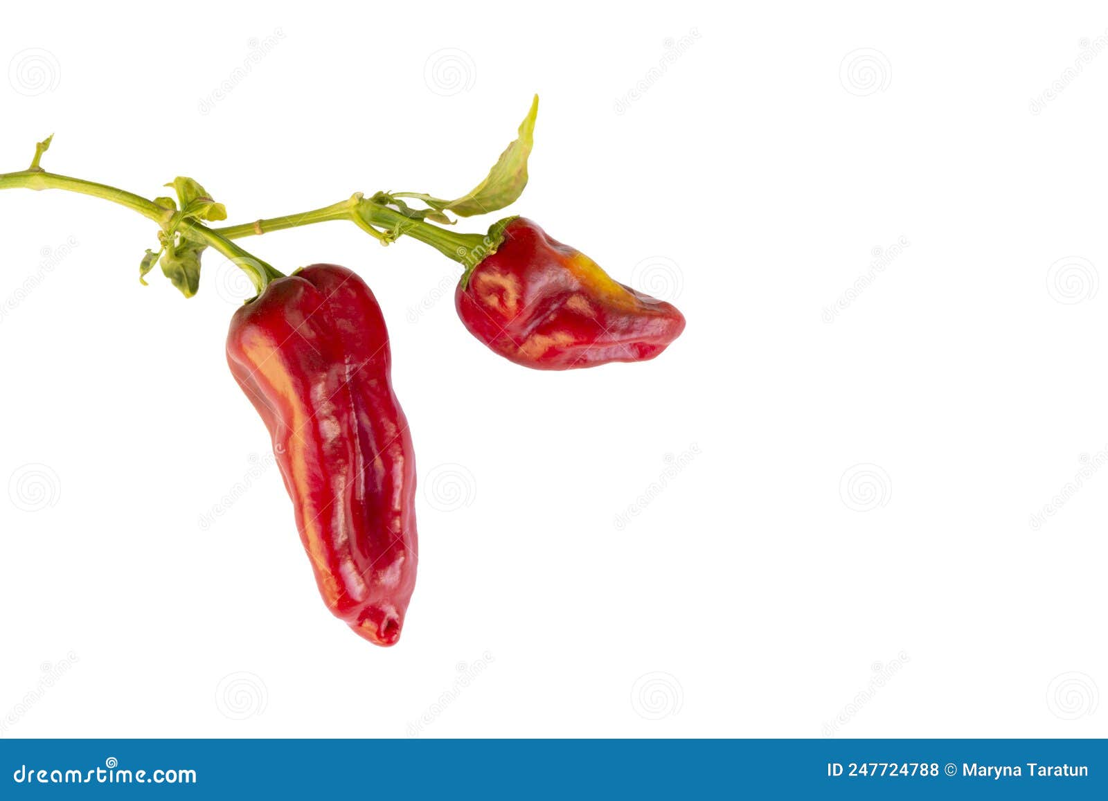 Red Pepper. Sweet Pepper Isolated on White Stock Photo Image of