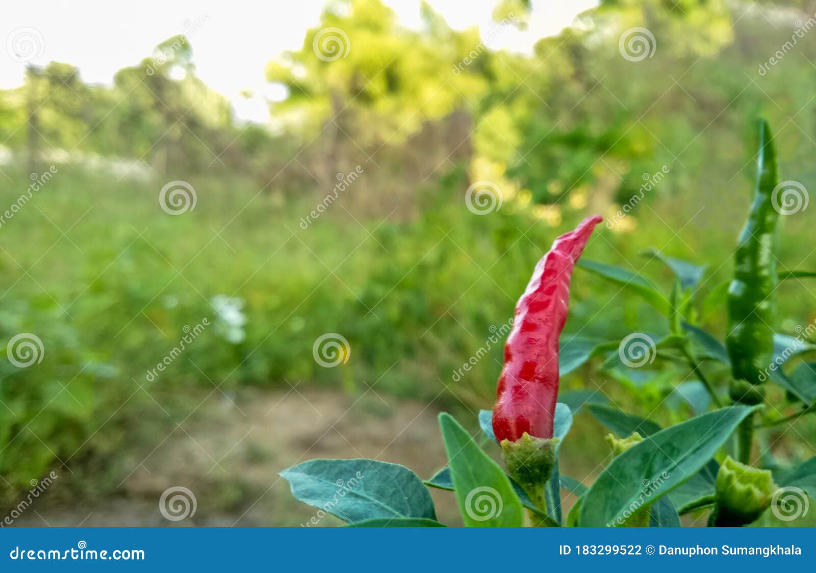 The Red Pepper on the Tree in the Garden Stock Photo Image of