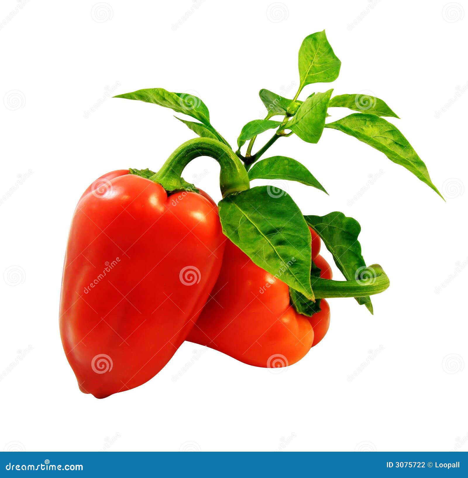 Red Peppers with Green Leafs Stock Photo Image of pepper, life 3075722