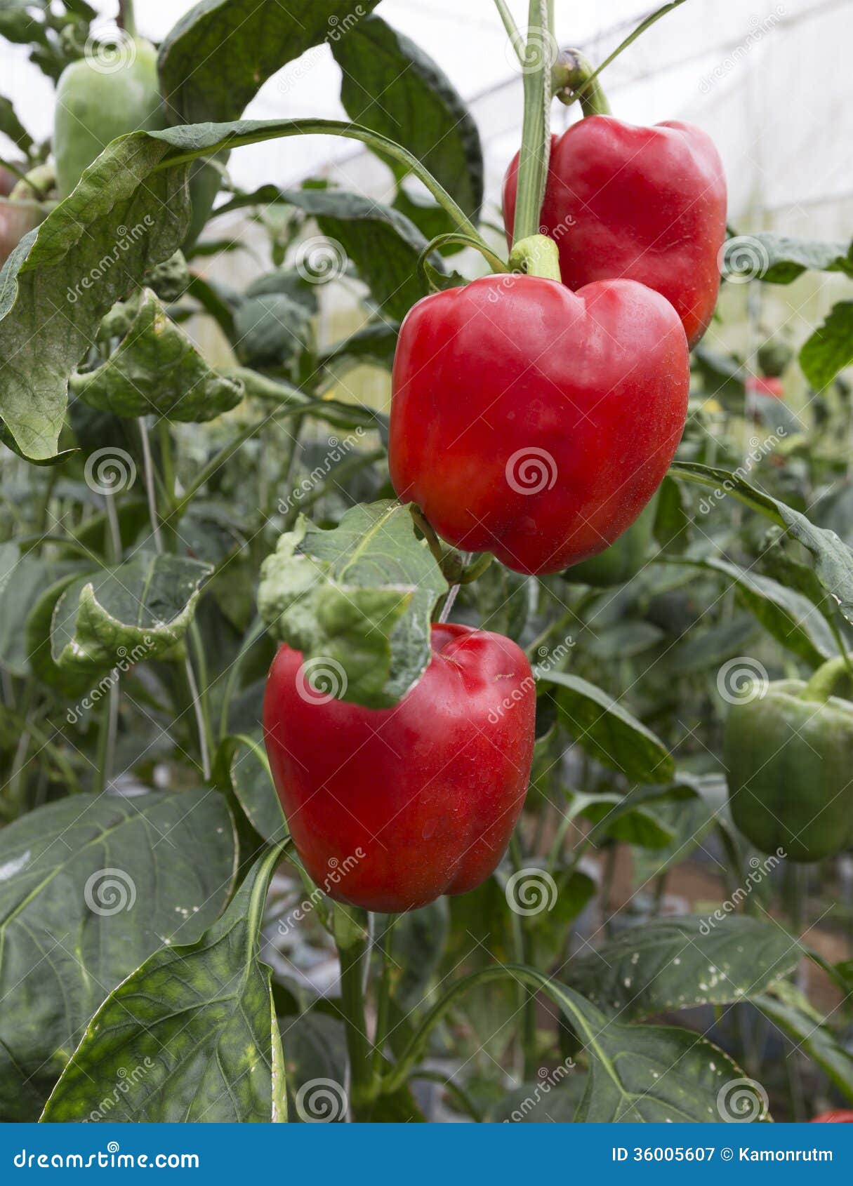 Red Peppers Growing in the Garden Stock Image Image of green, organic
