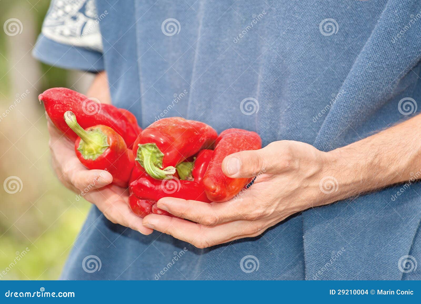 Red peppers in hands stock photo. Image of peppery, farm 29210004