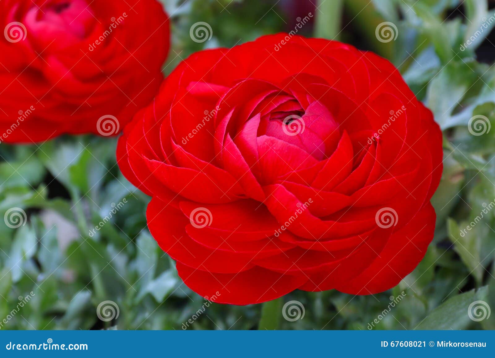 Flower Ranunculus Repens Or Creeping Buttercup Ranunculaceae Family ...