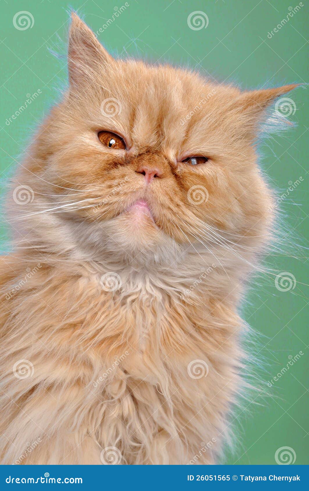 Red Persian Cat Against Green Stock Image - Image of closeup, hunt ...