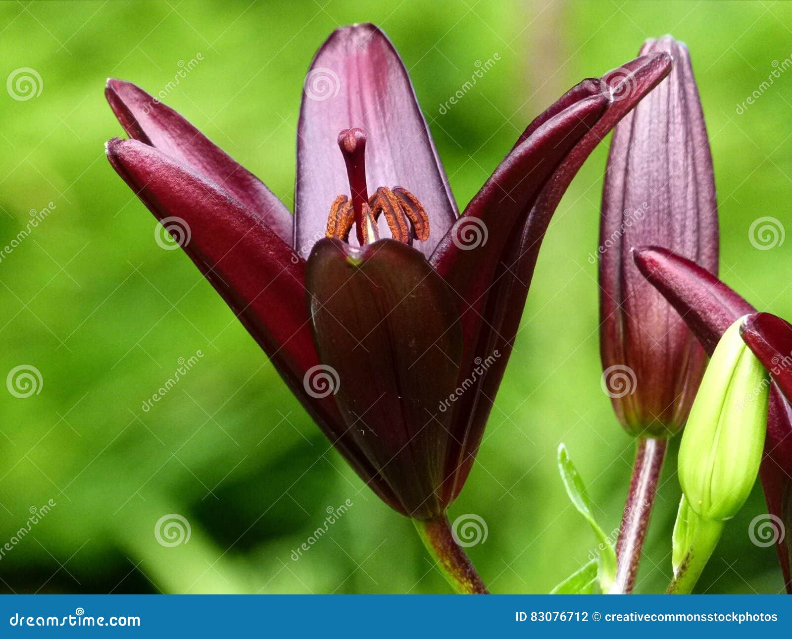Red 6 Petaled Flower Picture. Image 83076712