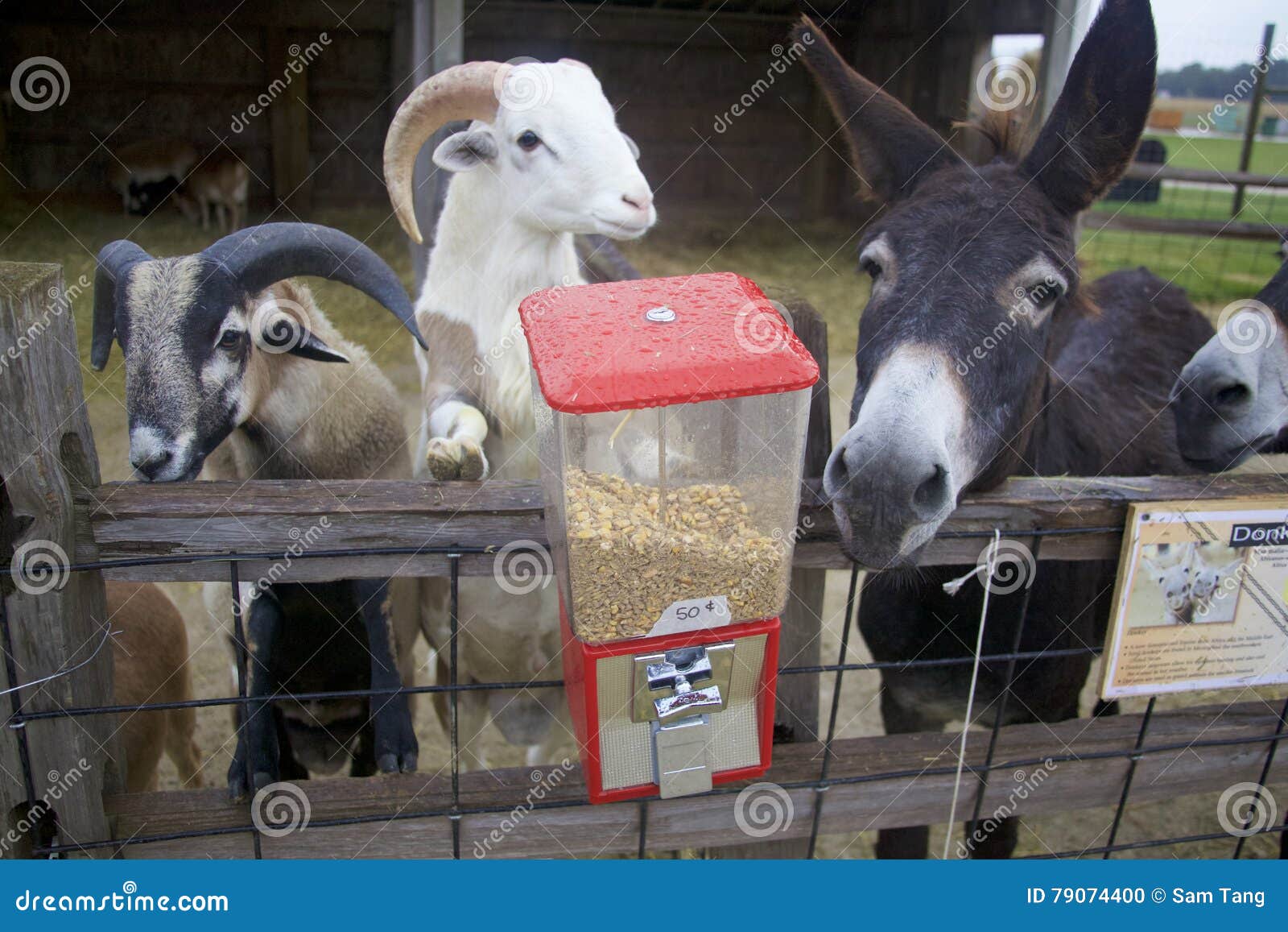 https://thumbs.dreamstime.com/z/red-petting-zoo-dispenser-holds-cent-feed-hungry-animals-happy-goats-looking-food-park-goers-79074400.jpg