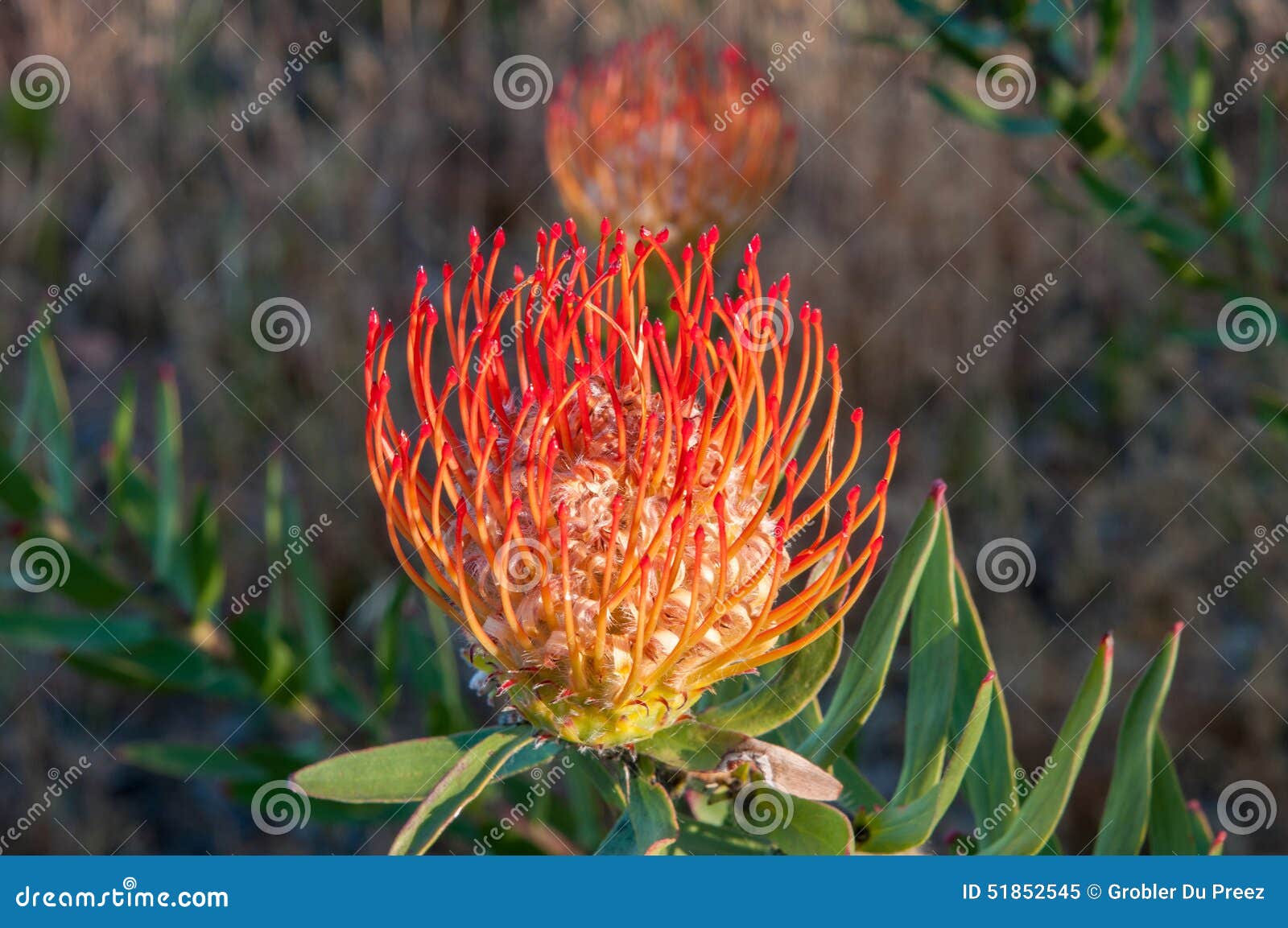 Pincushion Sunrise - Pincushion - Proteas and Leucadendrons