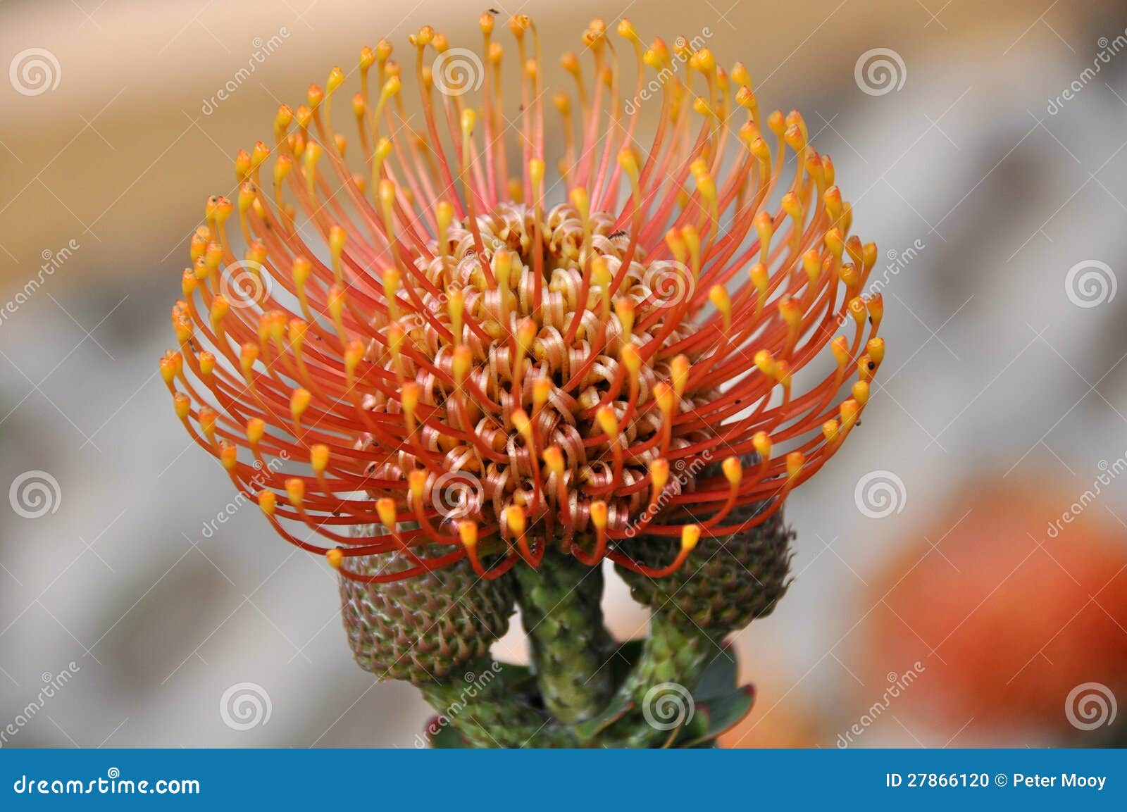 Red Pincushion Protea stock photo. Image of petal, sugarbush 27866120