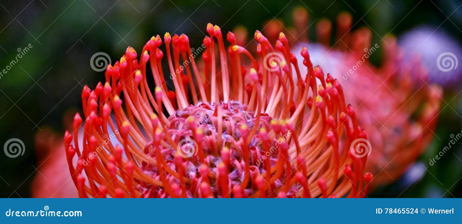 Red pincushion protea stock photo. Image of common, spring 78465524