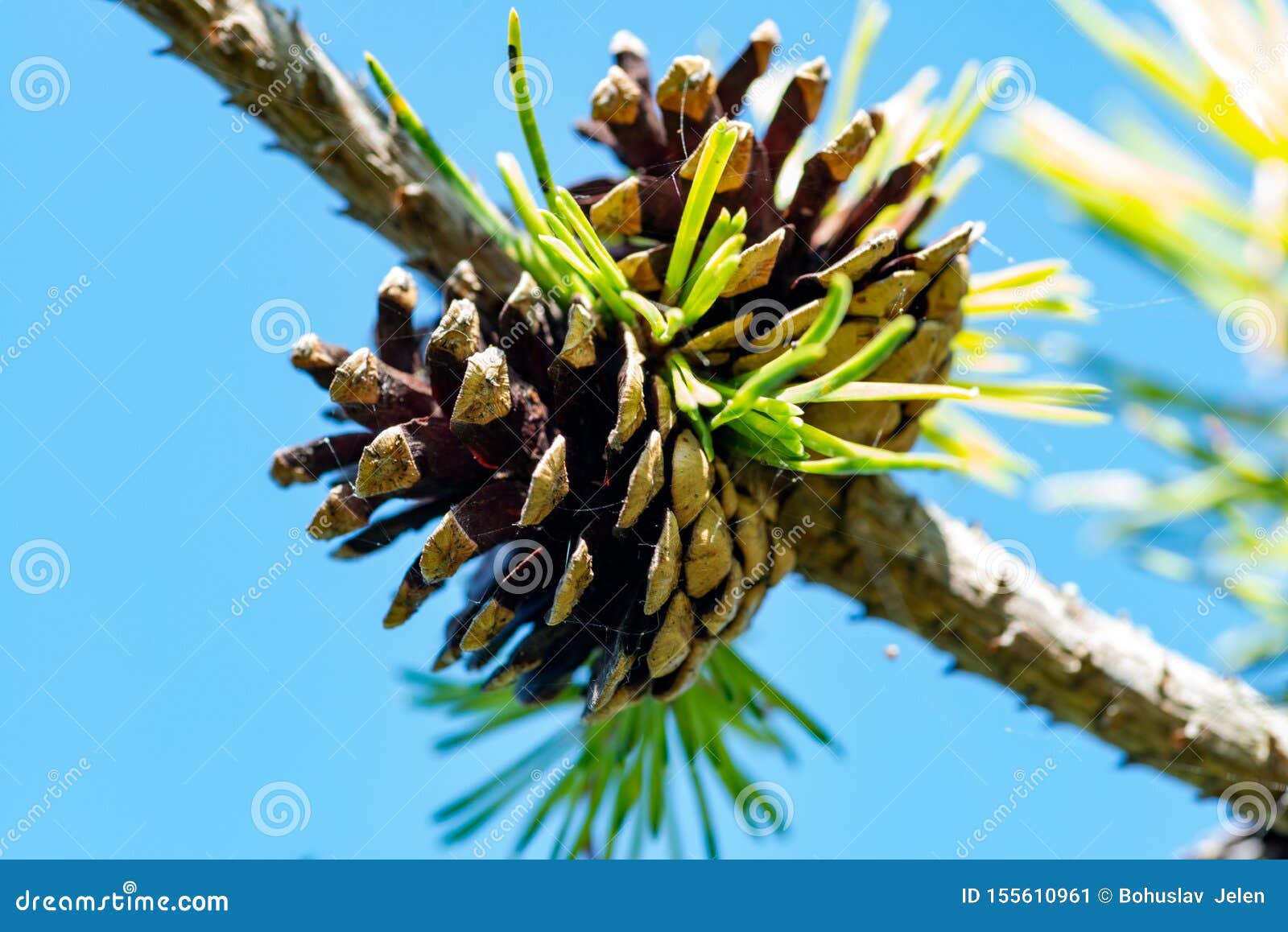 red pine tree with small seed cones at a sunny summer day. pinus resinosa from pinaceae family, native to north america. norway