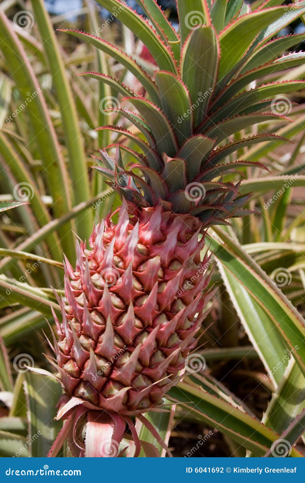 Red Pineapple stock photo. Image of fruit, cultivation 6041692