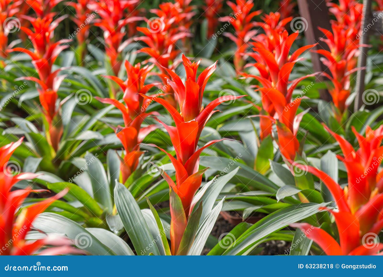 Red pineapple flower stock photo. Image of beautiful 63238218