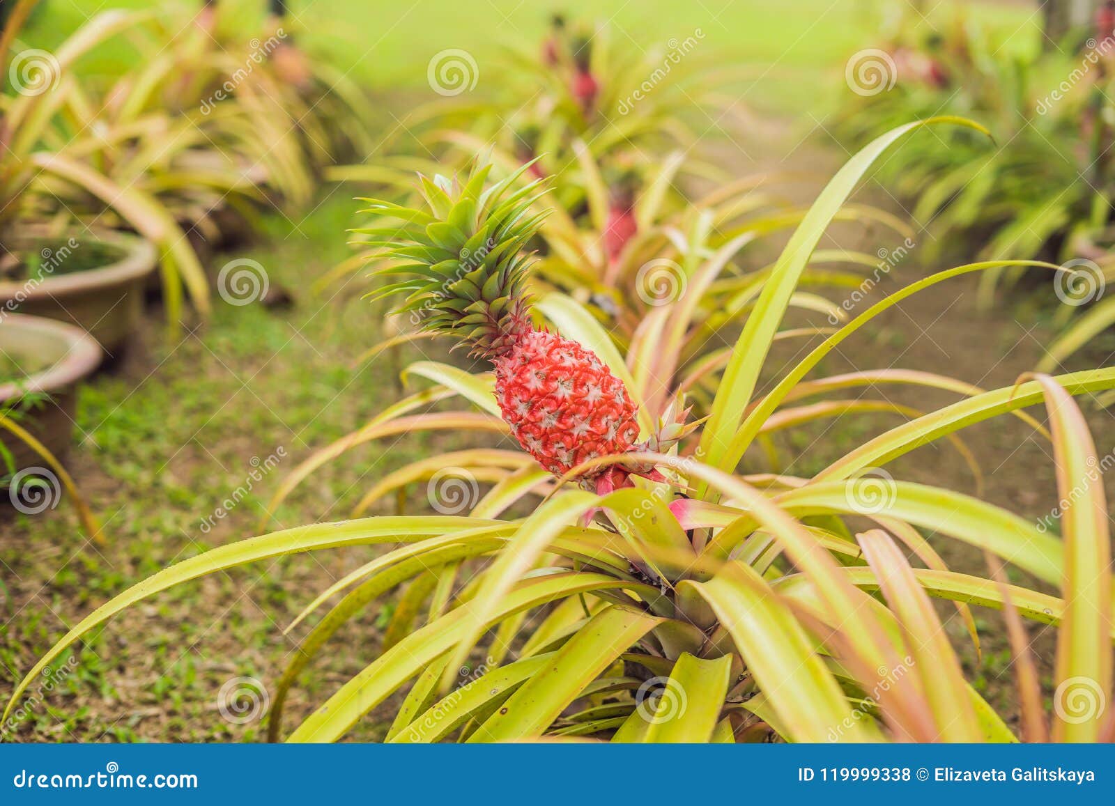 A Red Pineapple Growing at the Plantation, Malaysia Stock Photo Image
