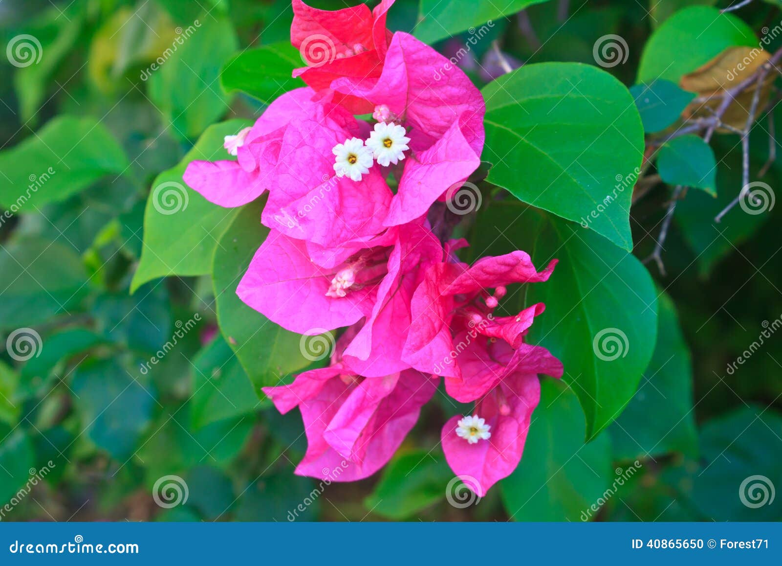 Red Pink Blooming Bougainvilleas Flower Stock Photo - Image of leaf ...