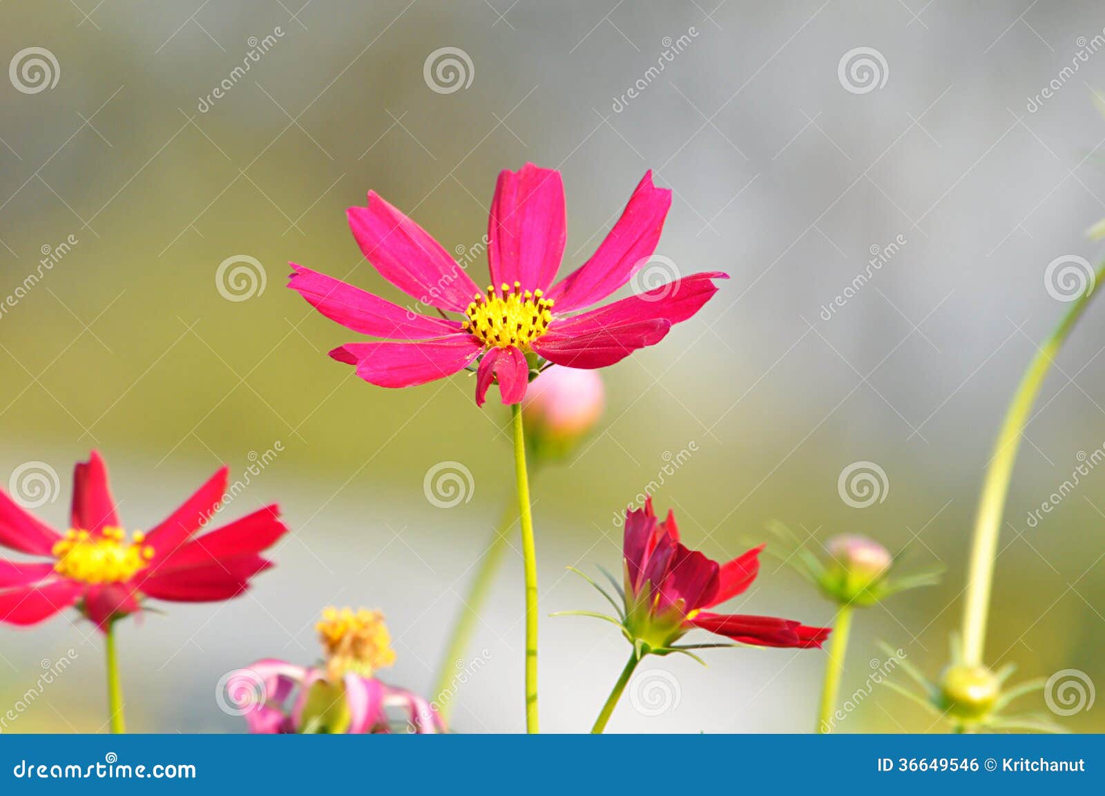 Red and Pink Cosmos Flowers Stock Photo Image of flowery, flower