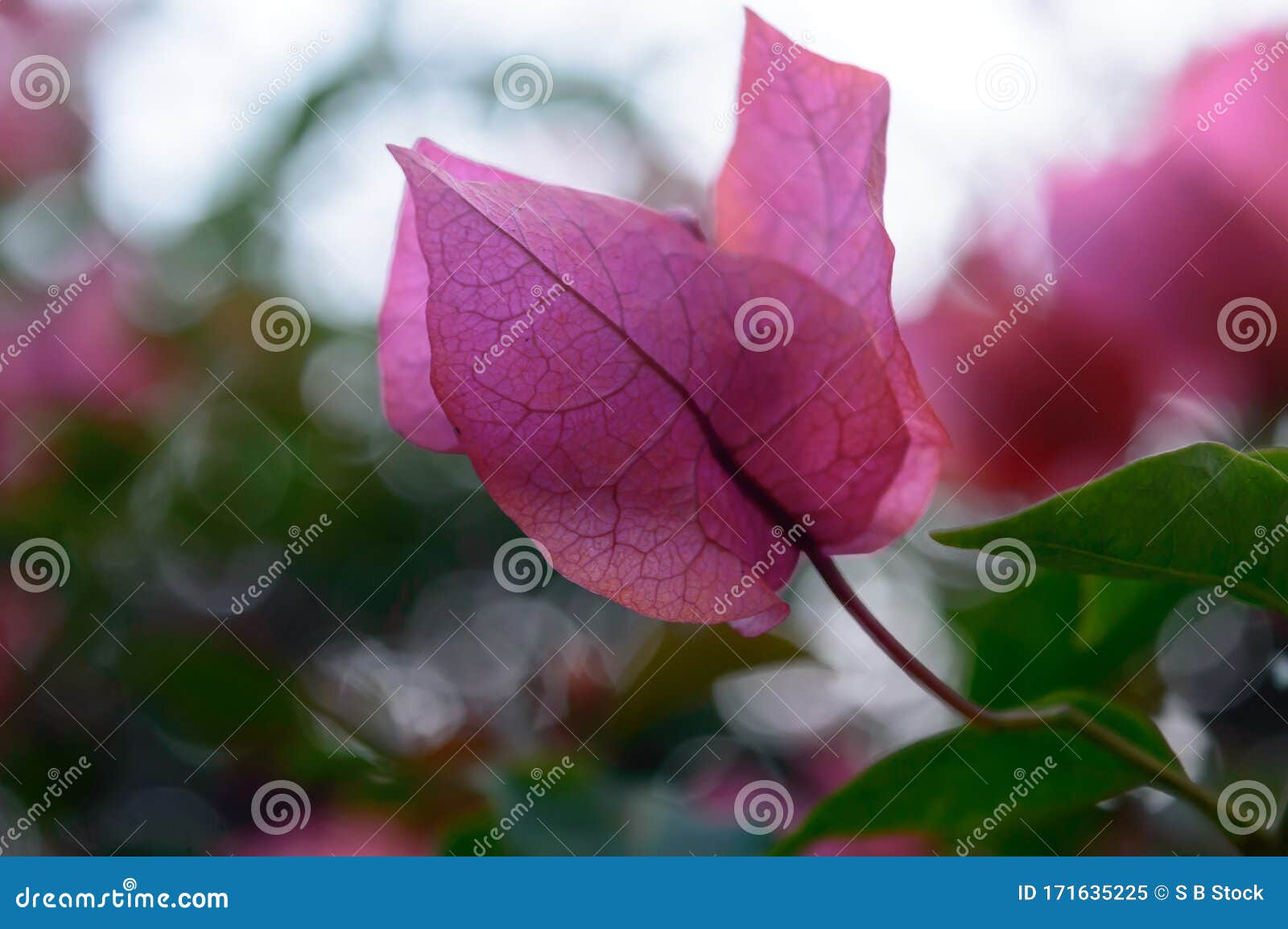red and pink cyclamen tulips lilies hydrangeas orchids flowering plant in bloom. ranunculales iris daffodils hyacinths perennial