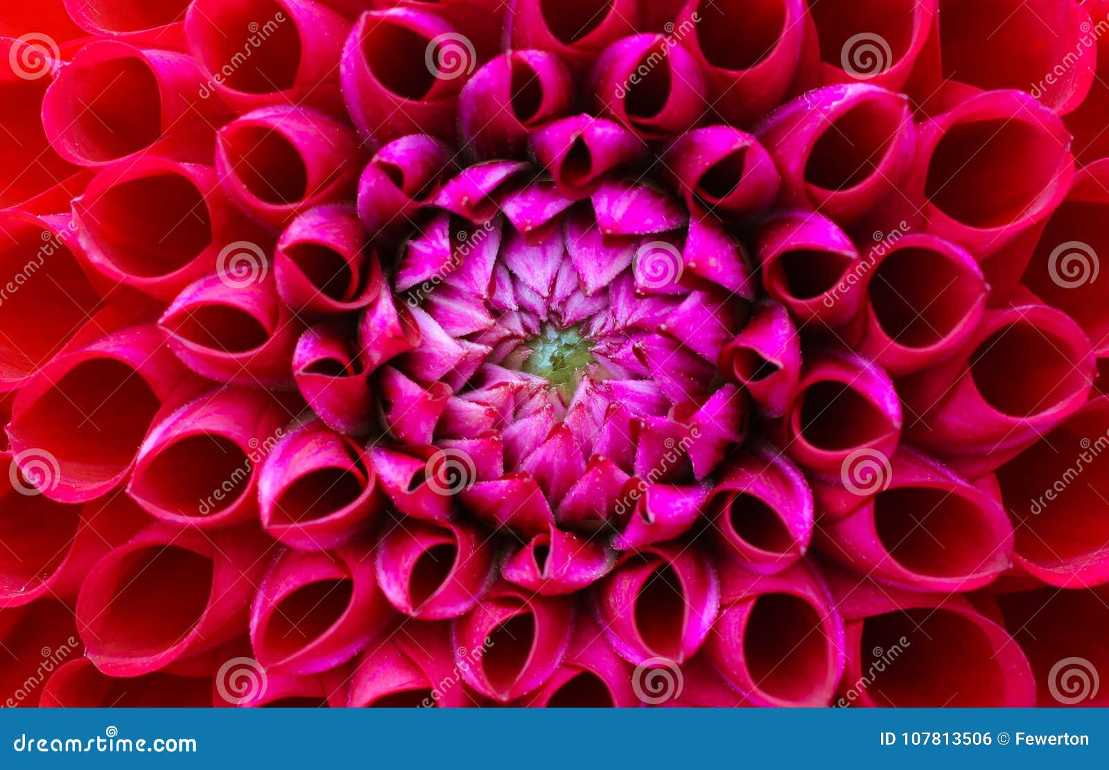 red and pink dahlia flower macro photo. picture in colour emphasizing the light pink and dark red colours.