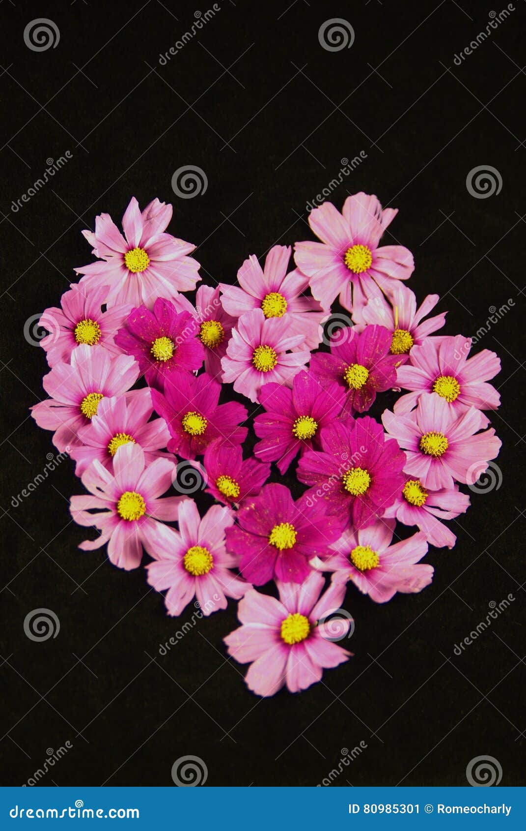 Red and pink flower stock image. Image of spring, isolated 80985301