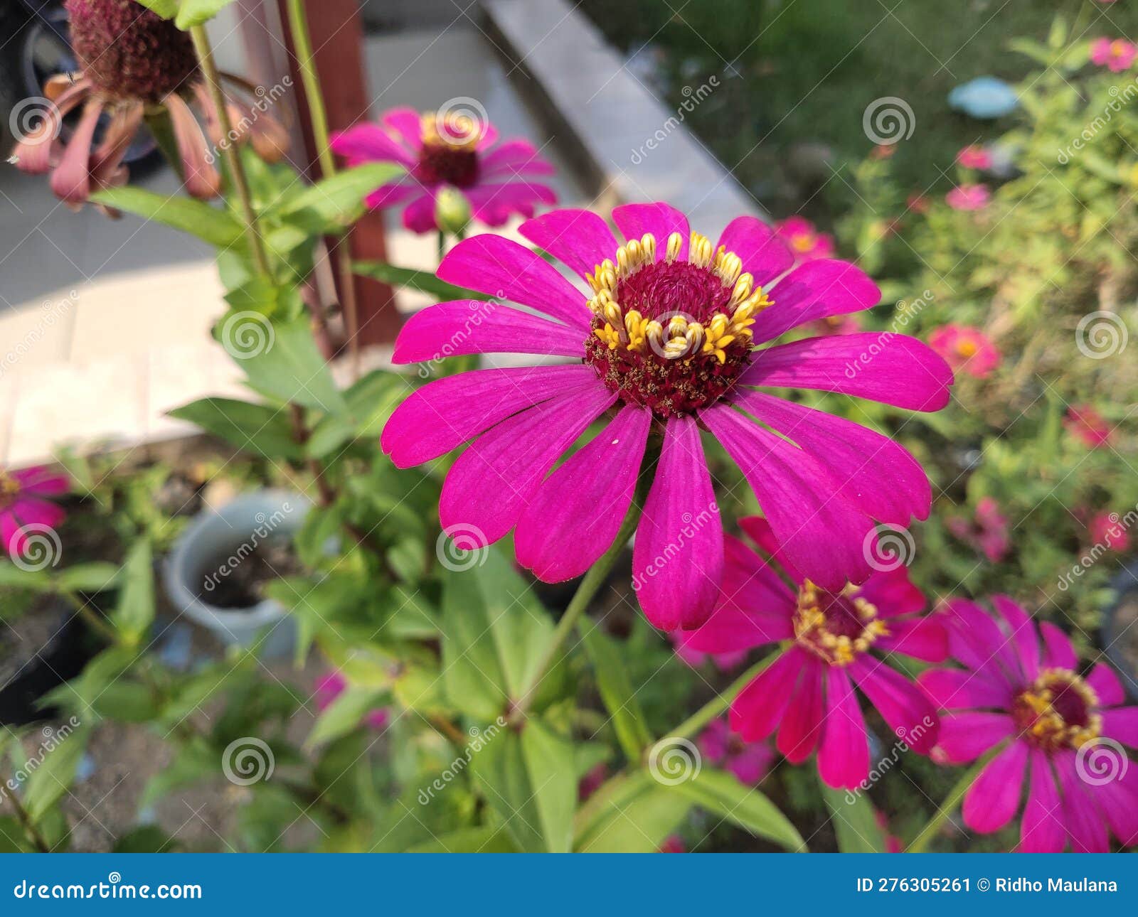 Red Pink Flower Bloom during the Day Stock Image Image of flower