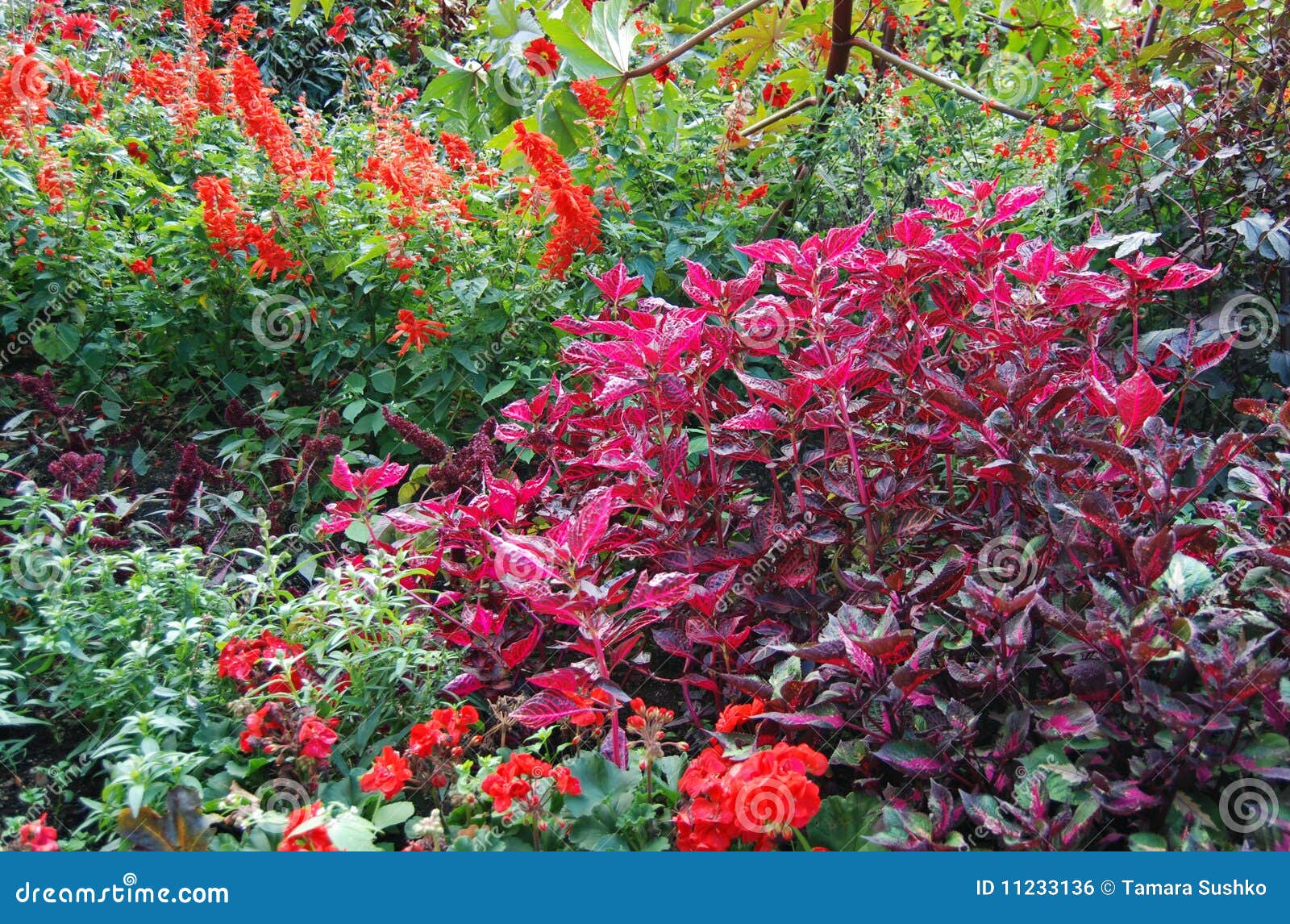 Red and pink flowers stock photo. Image of landscape 11233136