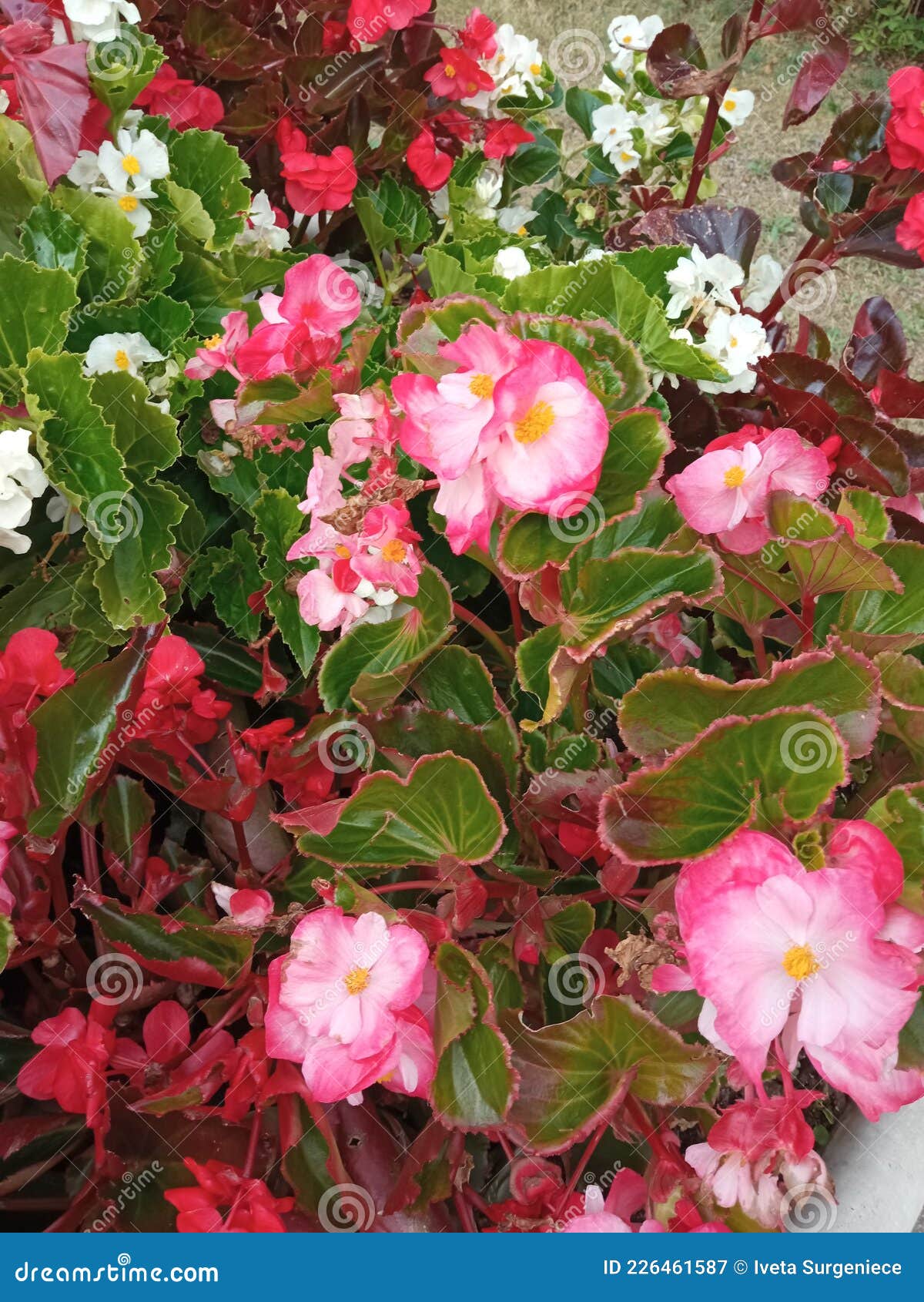 Red and pink flowers stock image. Image of bouquet, pink 226461587