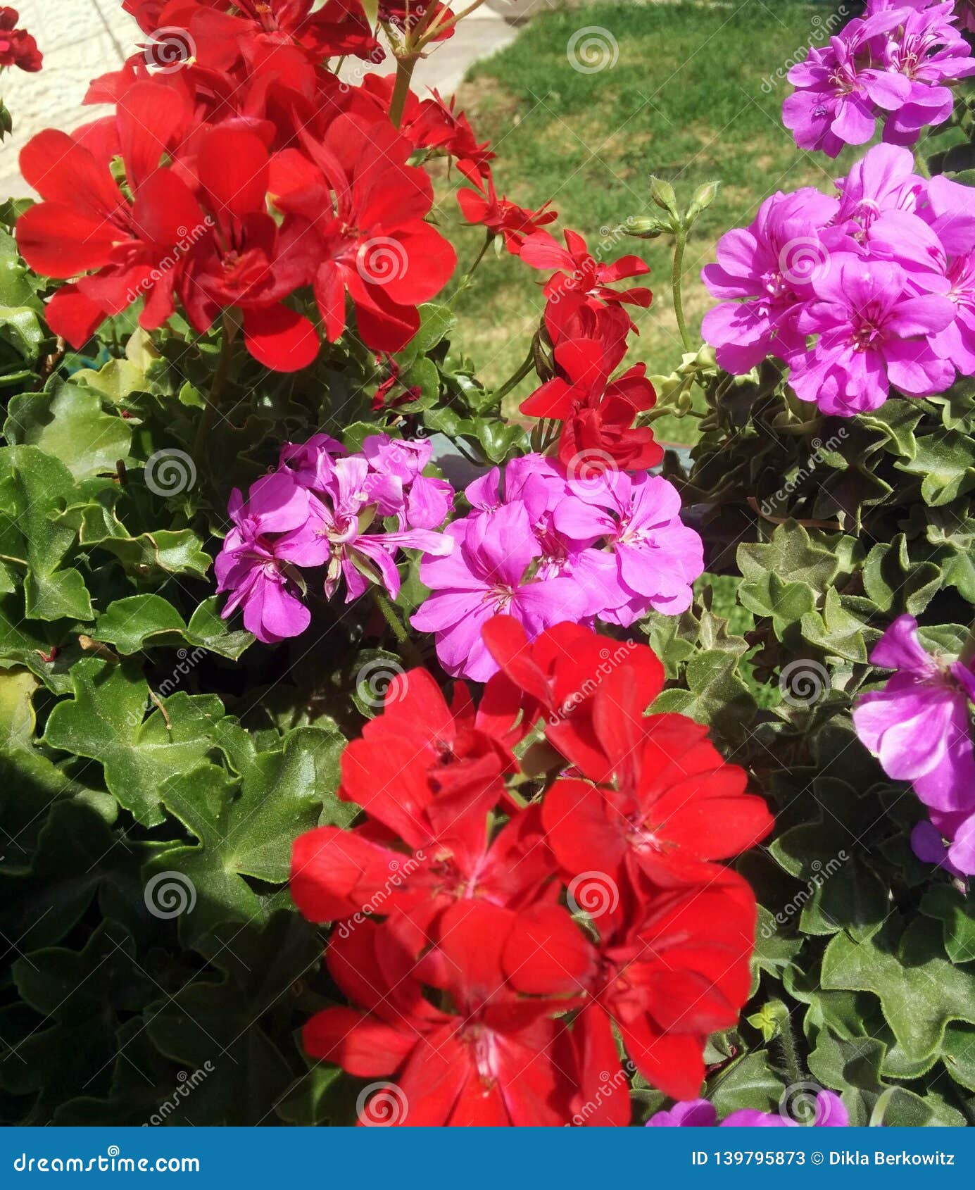 Red and Pink Flowers with Green Leaves. Stock Image - Image of bloom ...