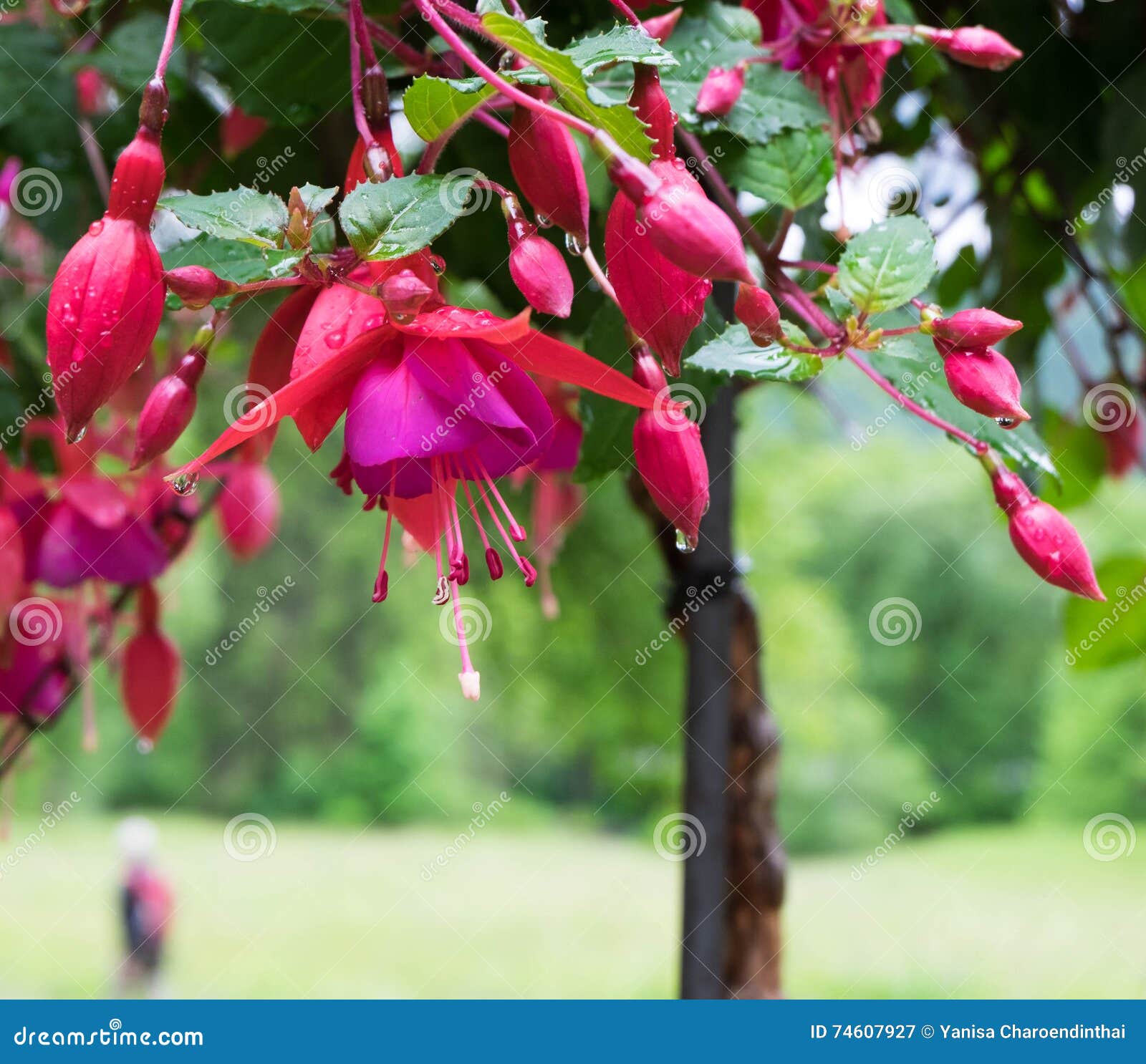 Red Pink Flowers Hang Down. Stock Image Image of hanging, droplets 74607927