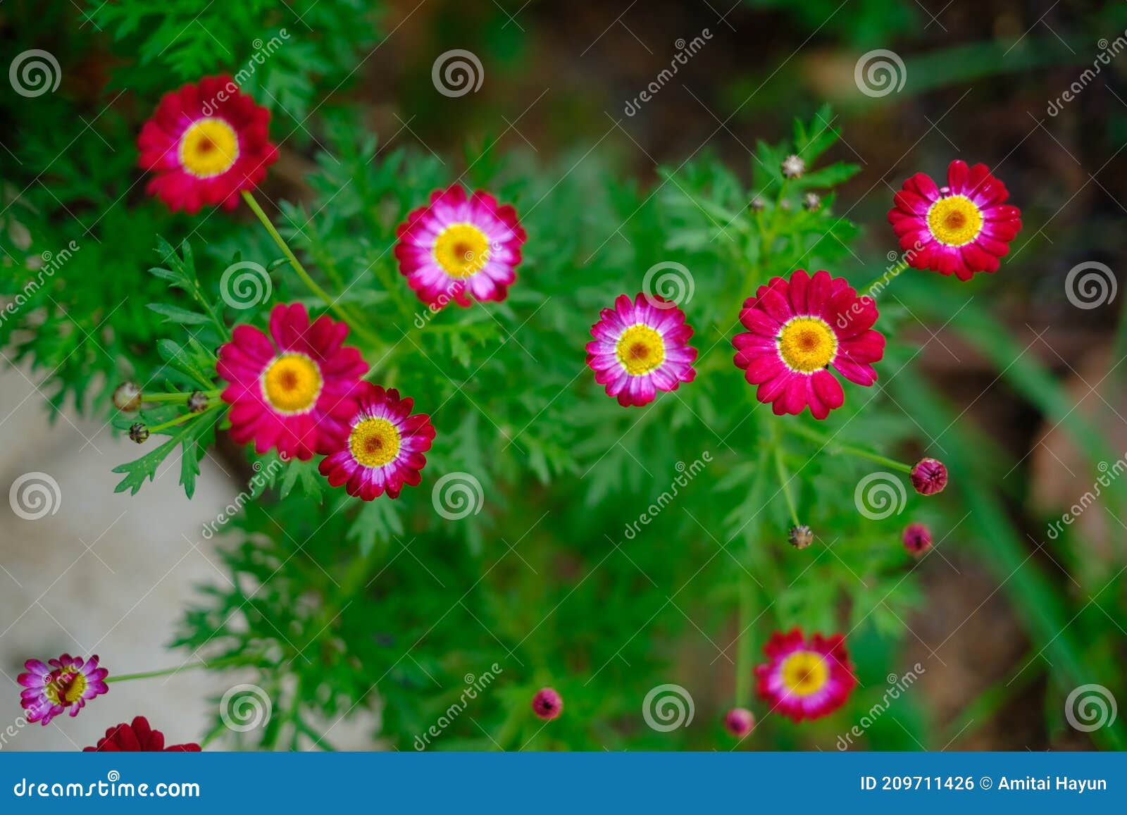 red pink flowers