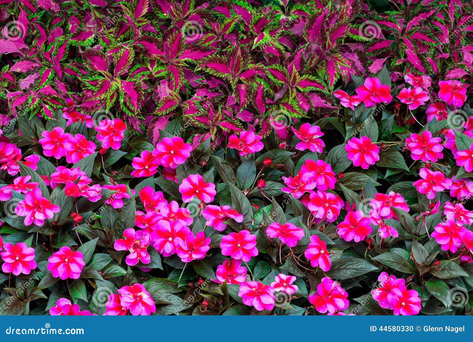 Red Pink Purple Flowers Stock Photo Image Of Green 44580330