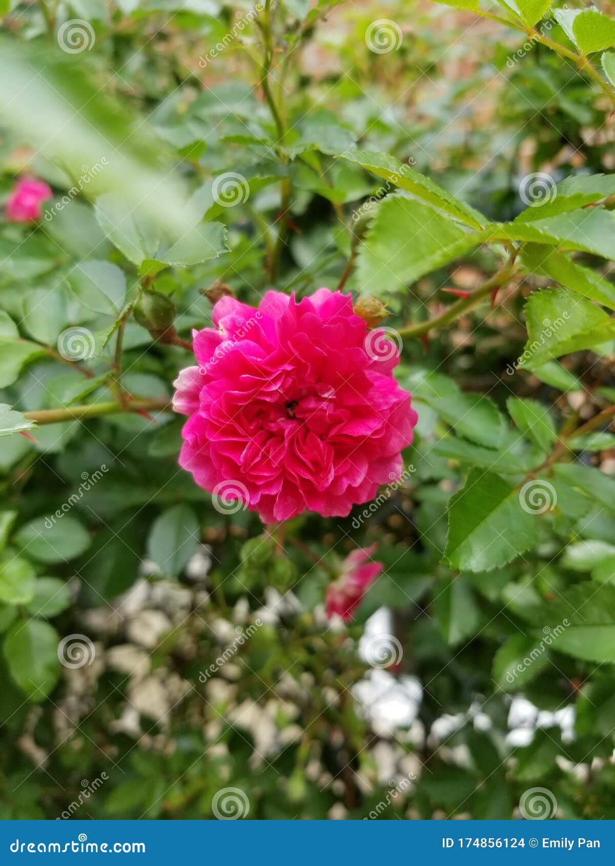 Red Pink Rose stock photo. Image of rose, vine, growing 174856124