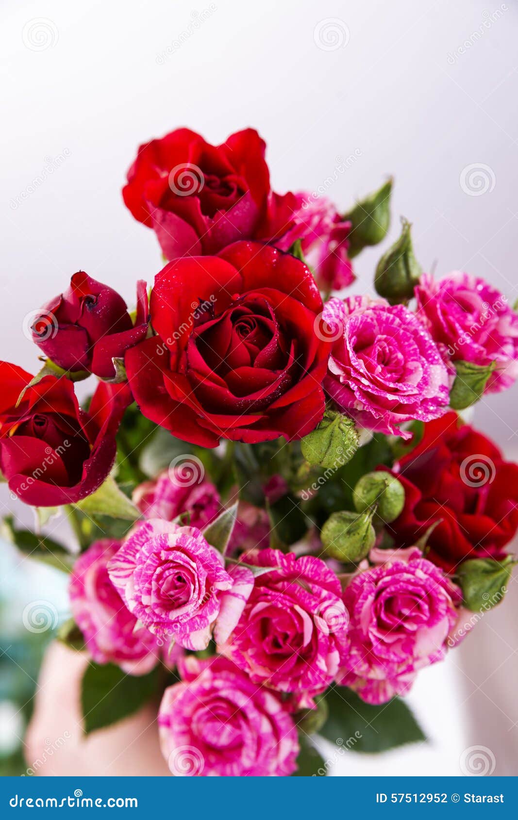 Red and pink roses stock photo. Image of love, celebrations 57512952