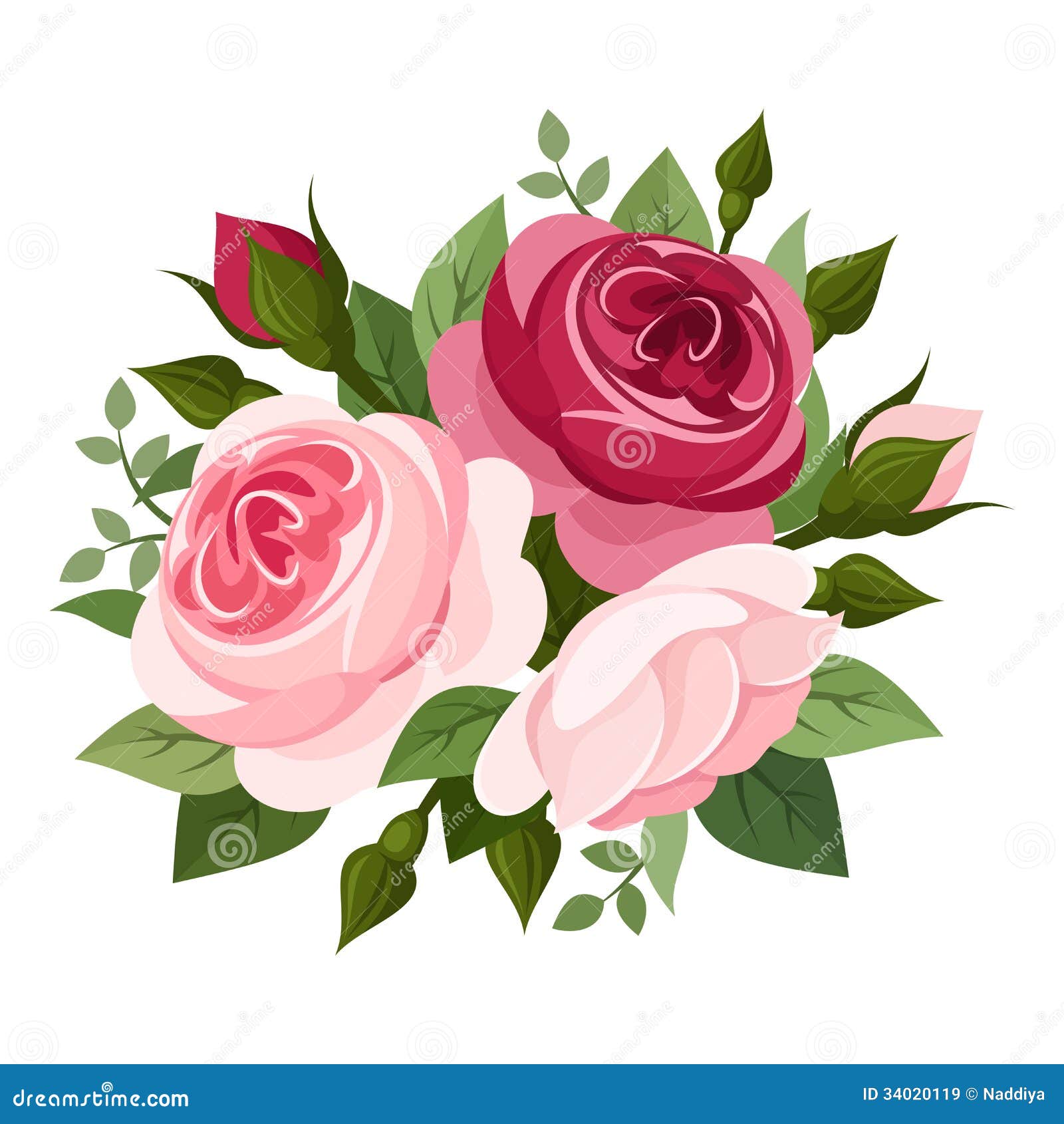 Red and pink roses. stock vector. Illustration of flora ...