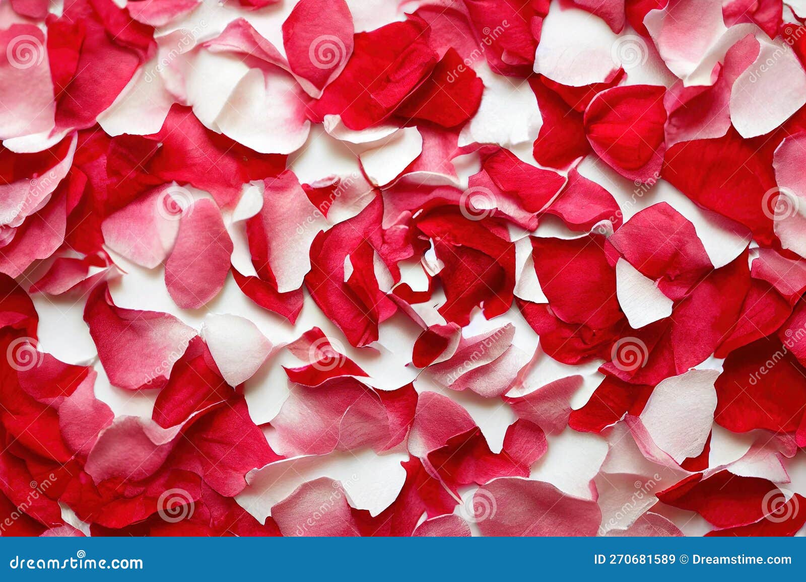 Red Pink and White Rose Petals on White Background. Stock Illustration