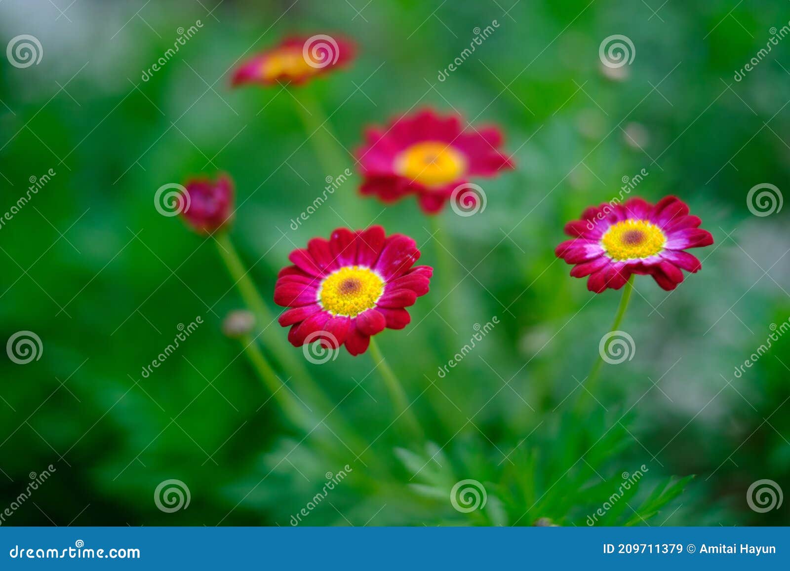 red pink flowers