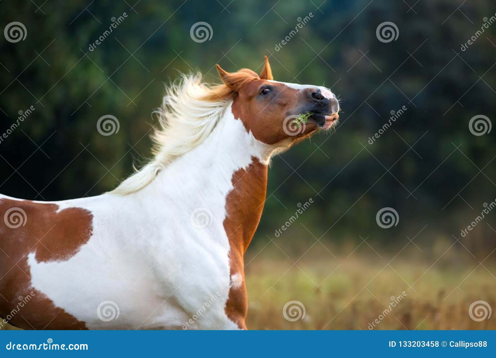 Piebald horse portrait stock photo. Image of landscape 133203458