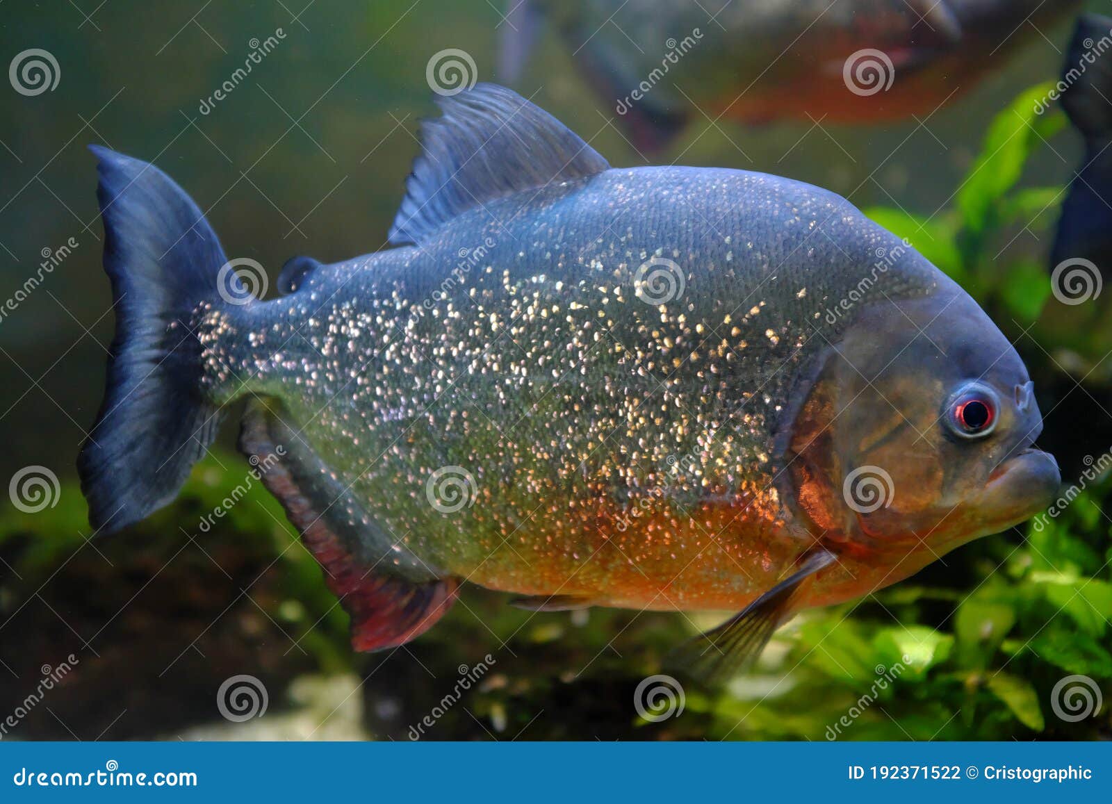 red piranha