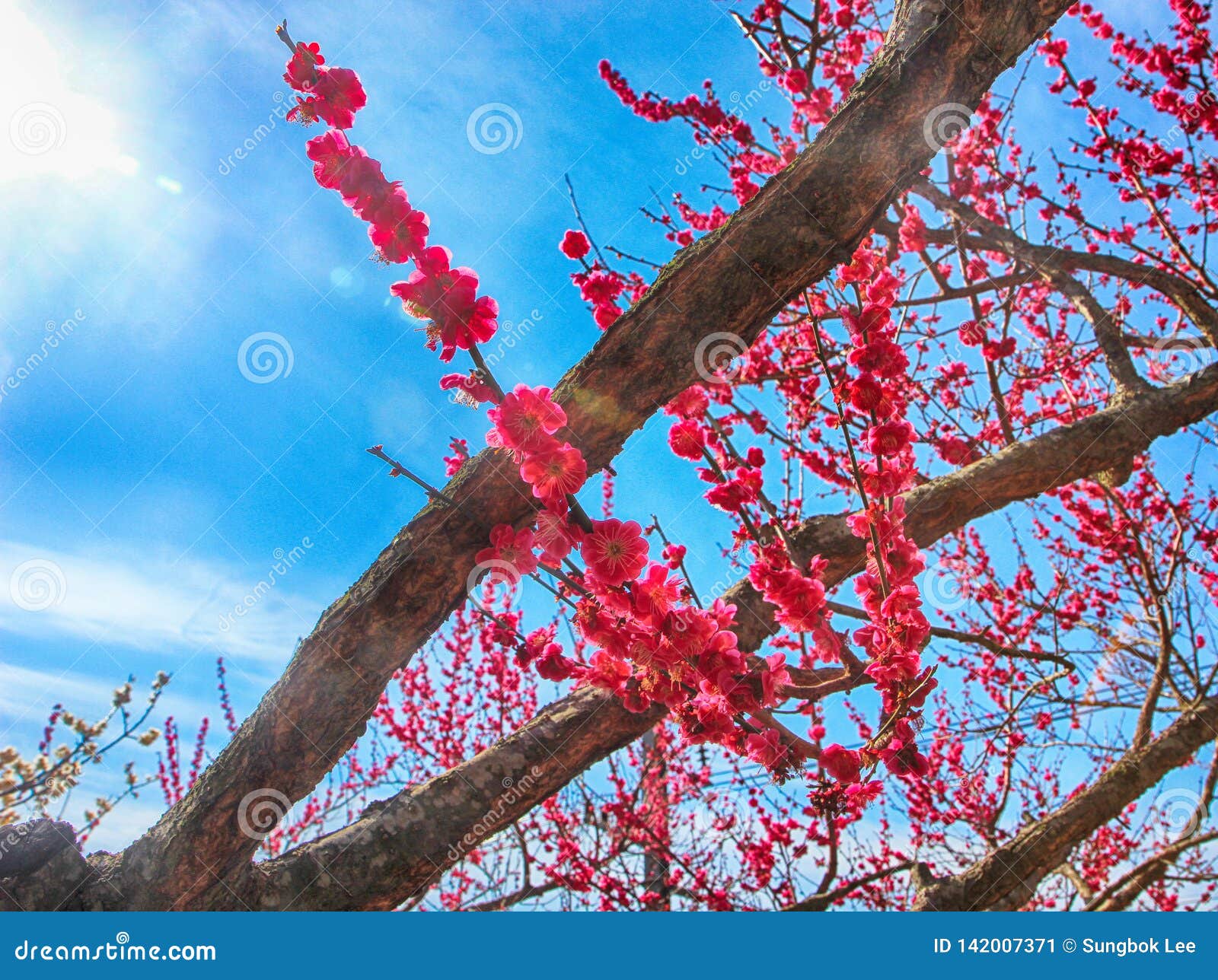 red plum blooming in wondong maehwa village, yangsan, south korea, asia