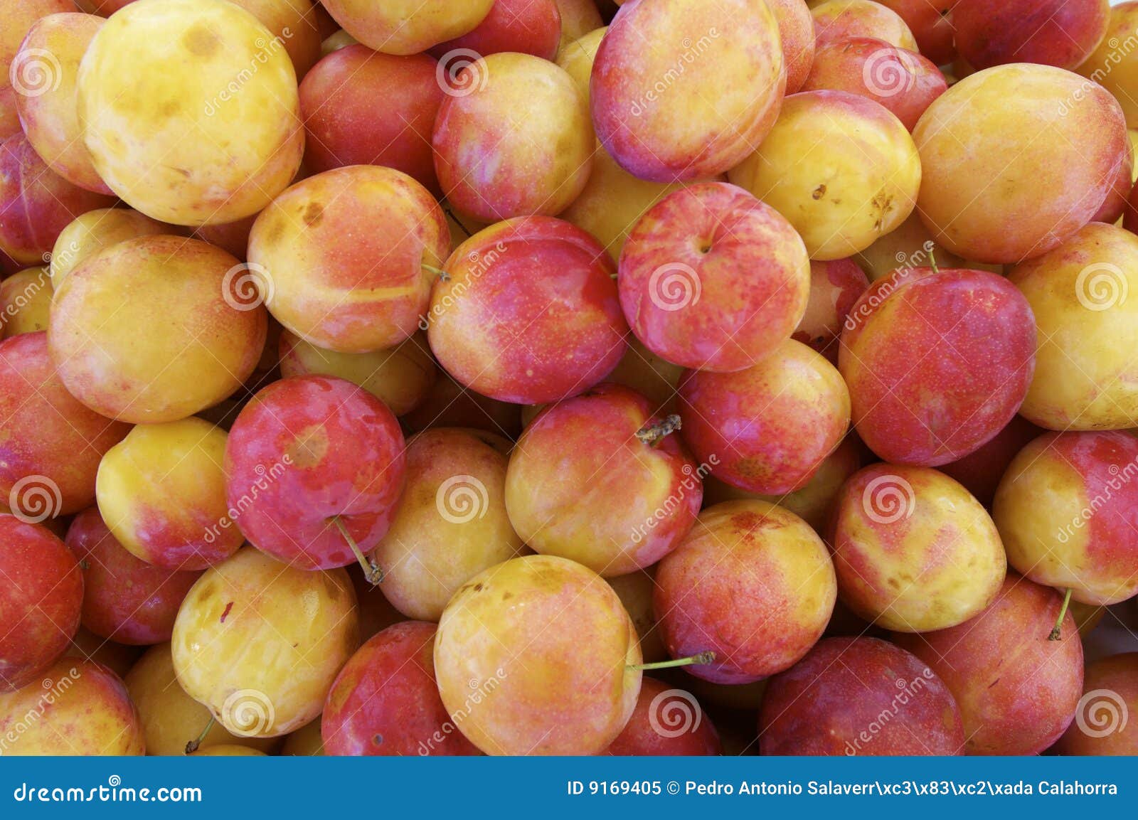 Red plums stock image. Image of europe, vitamins, symmetry 9169405