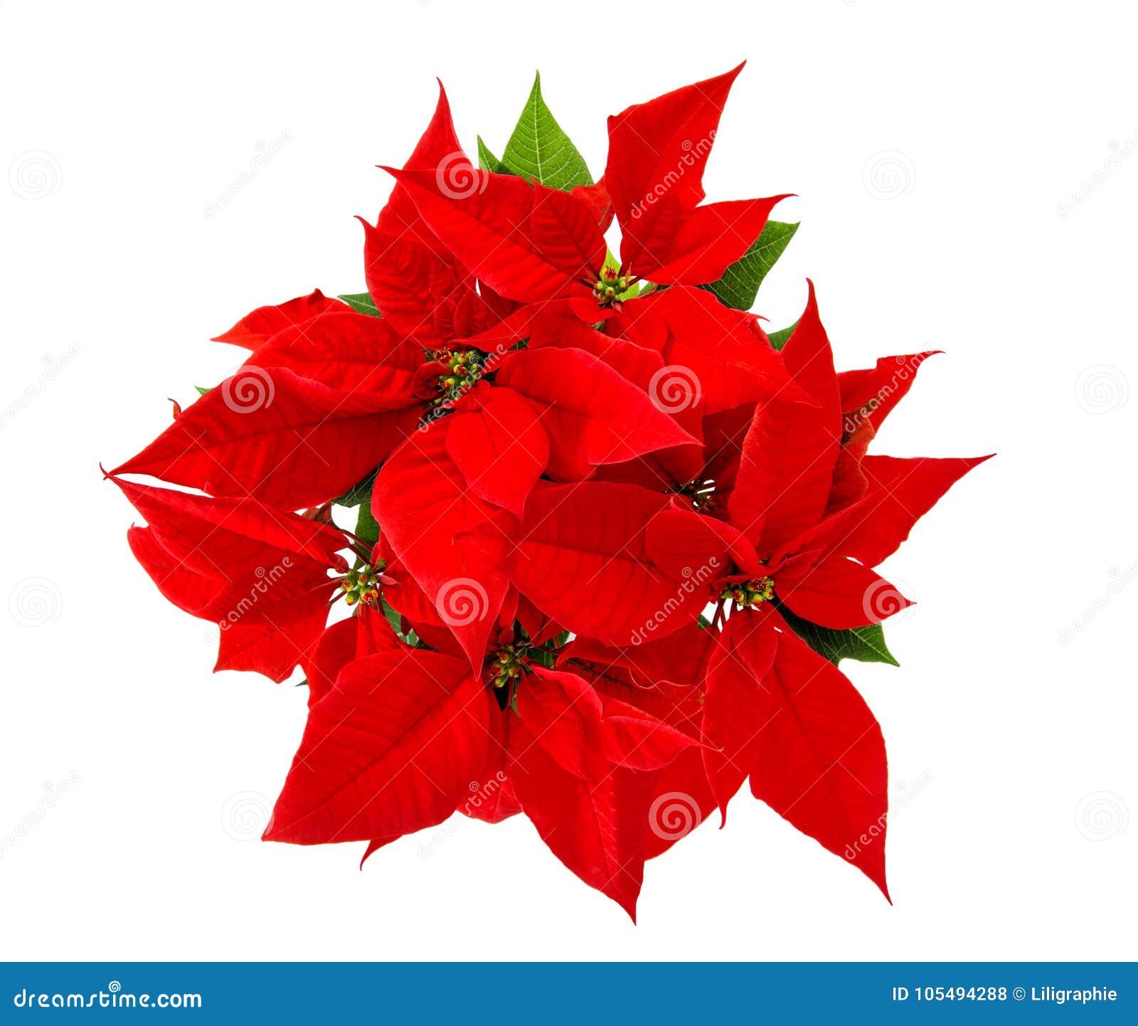 Red Poinsettia Christmas Flower Isolated White Background Stock Photo ...