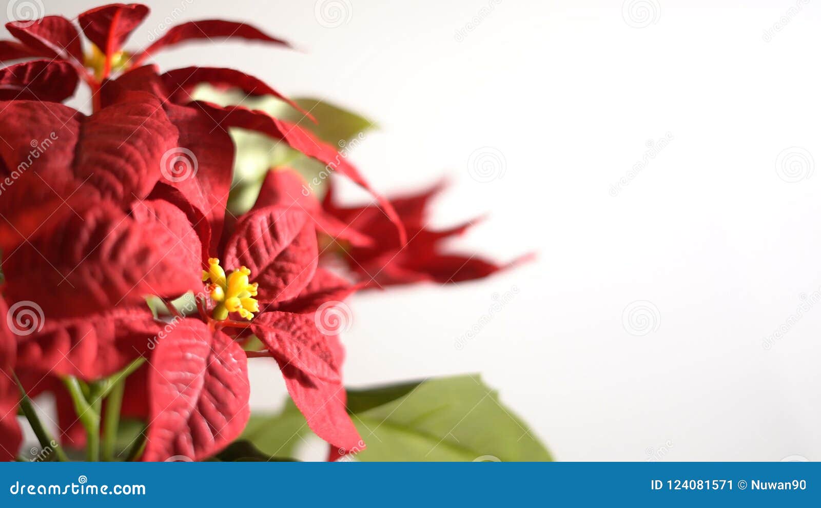 Red Poinsettia Christmas Flower on White Background Stock Video - Video ...