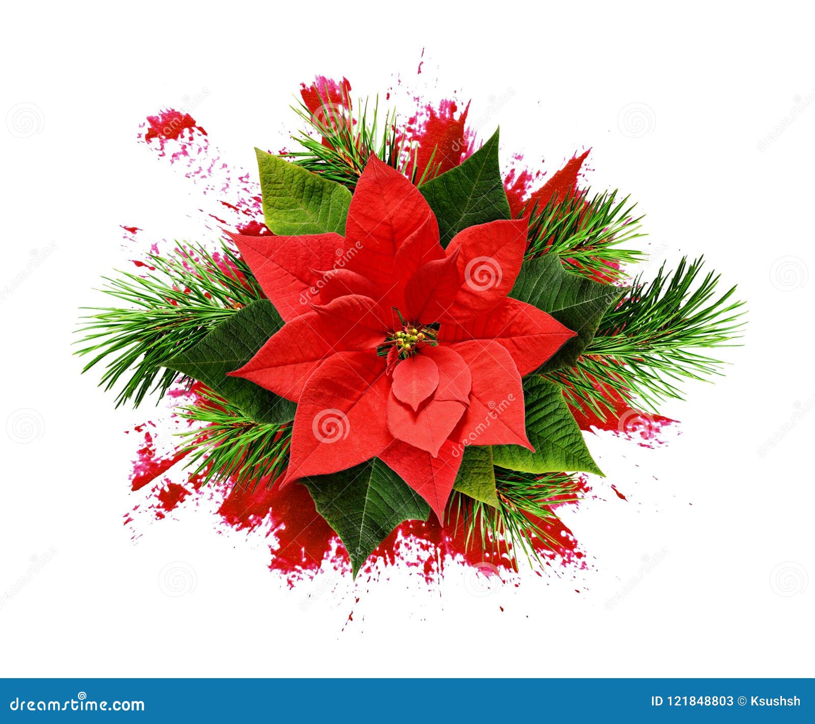 Red Poinsettia Flower and Christmas Tree Branches on Paint Brush Stock ...