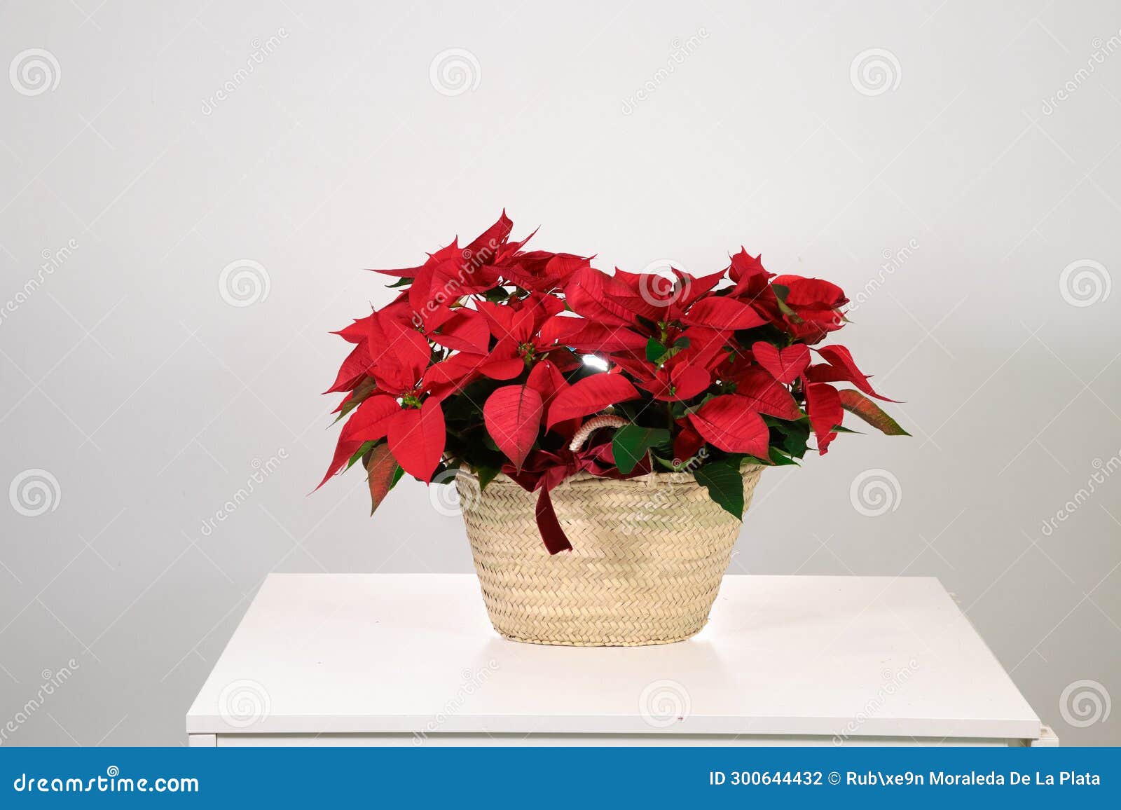poinsettia in a basket on a white background. christmas decoration.