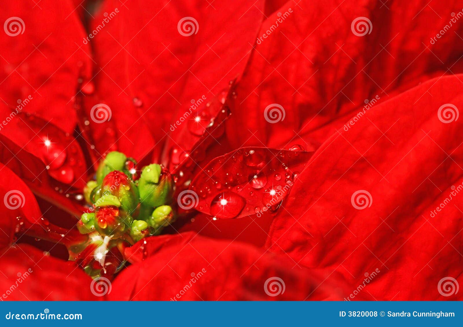 Red Poinsettia with Water Droplets Stock Photo Image of holiday, floral 3820008
