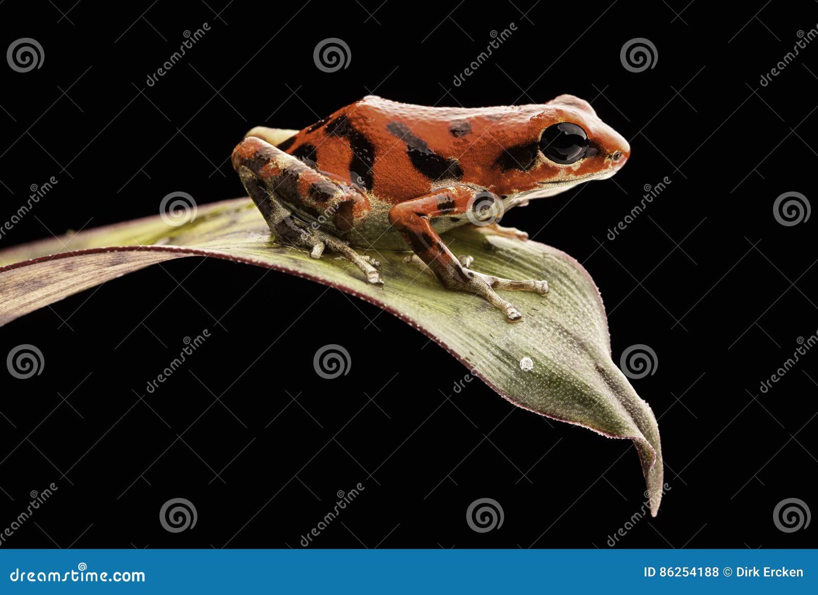 red poison dart frog oophaga pumilio