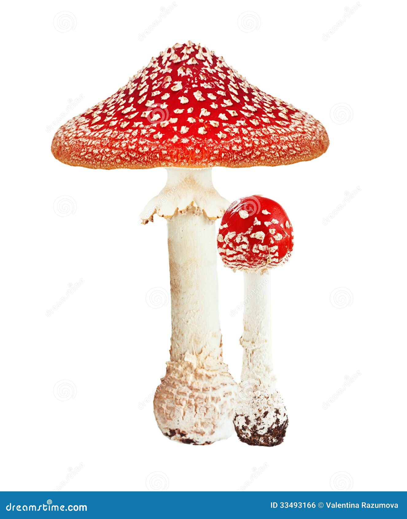 red poison mushroom amanita