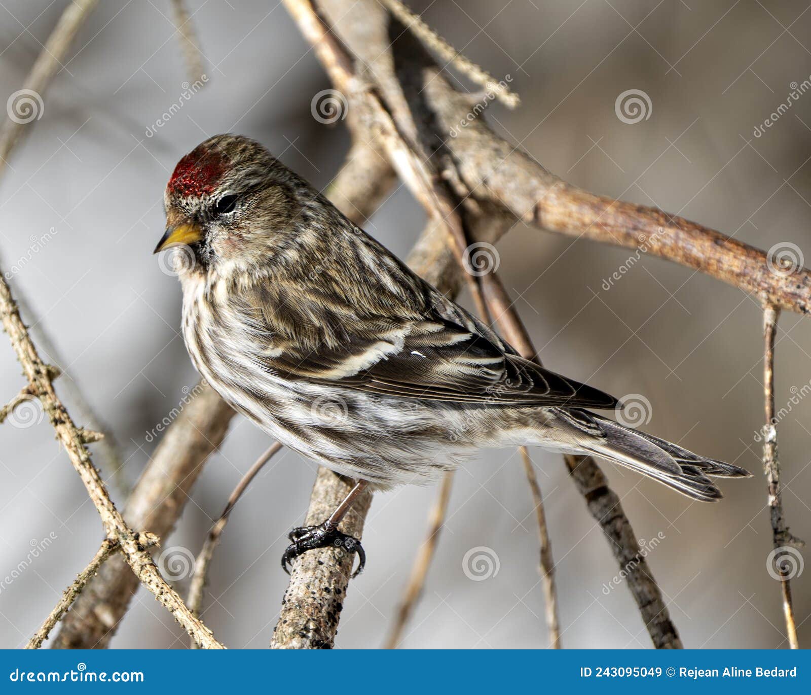 red poll photo and image. perched with a blur forest background in its environment and habitat surrounding. finch portrait