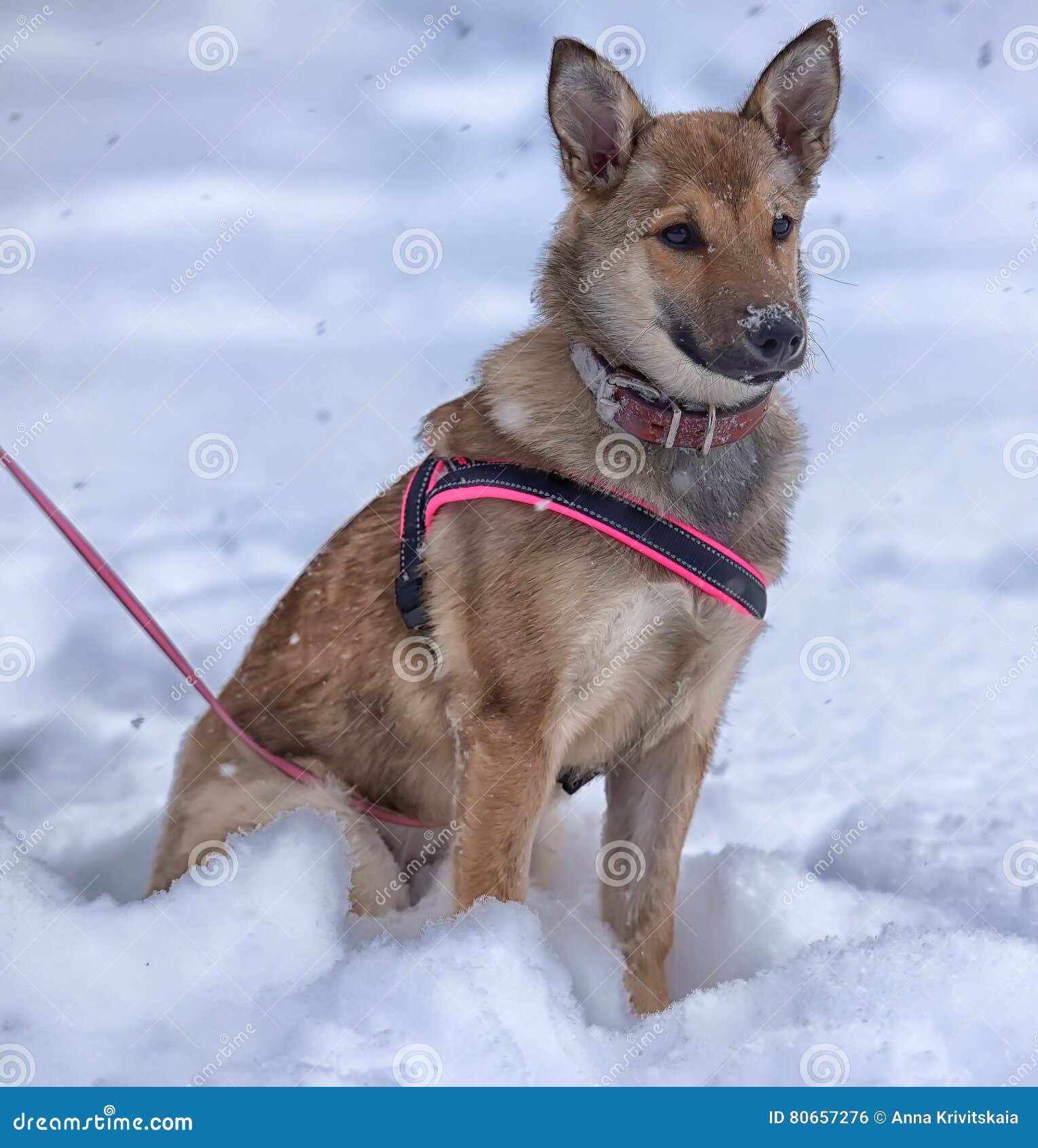 Red Pooch Puppy Wearing a Collar and Harness Stock Photo Image of